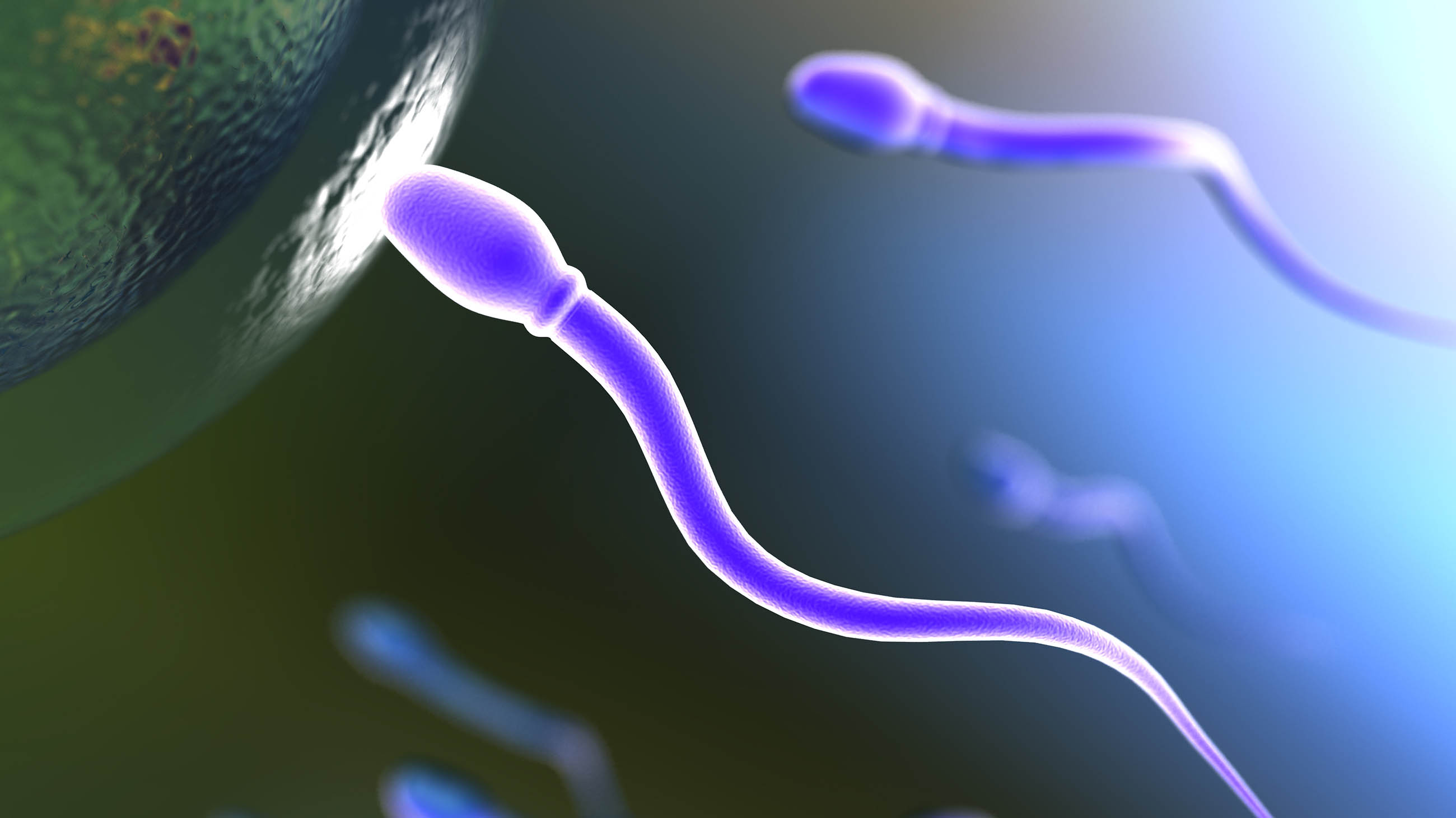 Not until 1875 did a German scientist finally put the sperm and the egg together conceptually.
