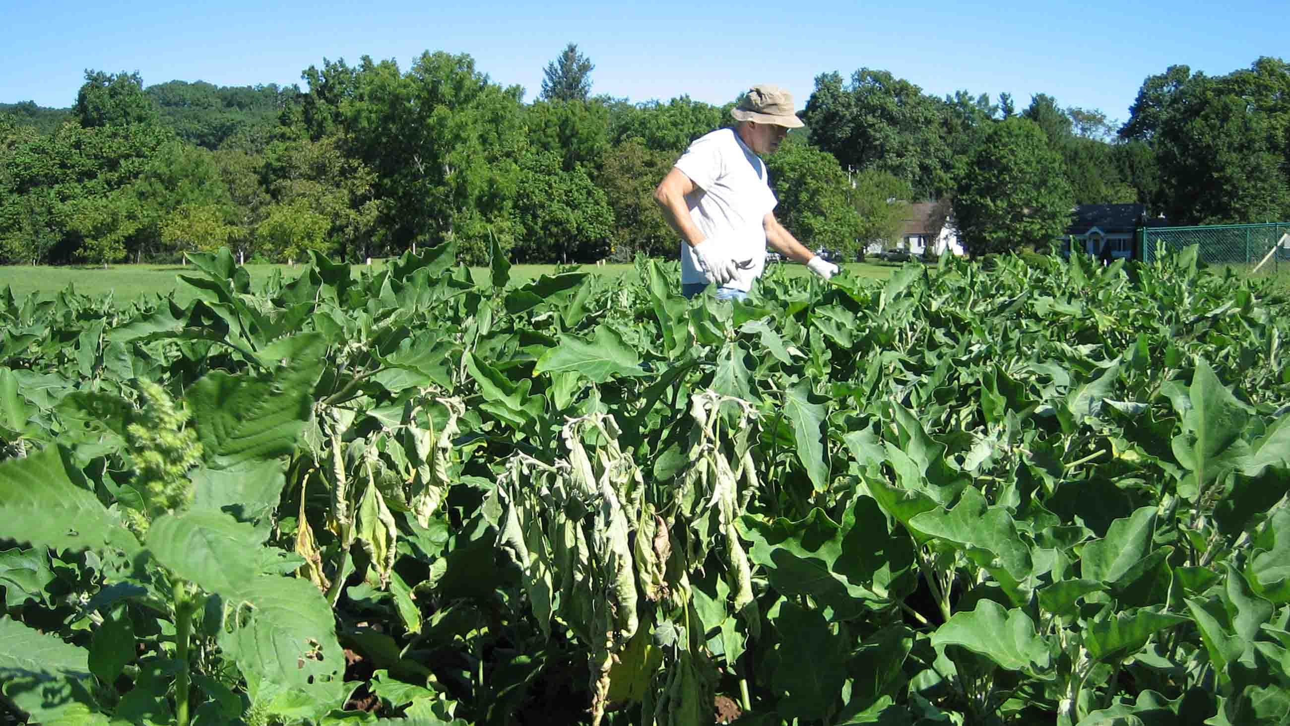 Peter Thiel, a research technician at the Connecticut Agricultural Experiment Station, checks up on fields of experimental eggplants.