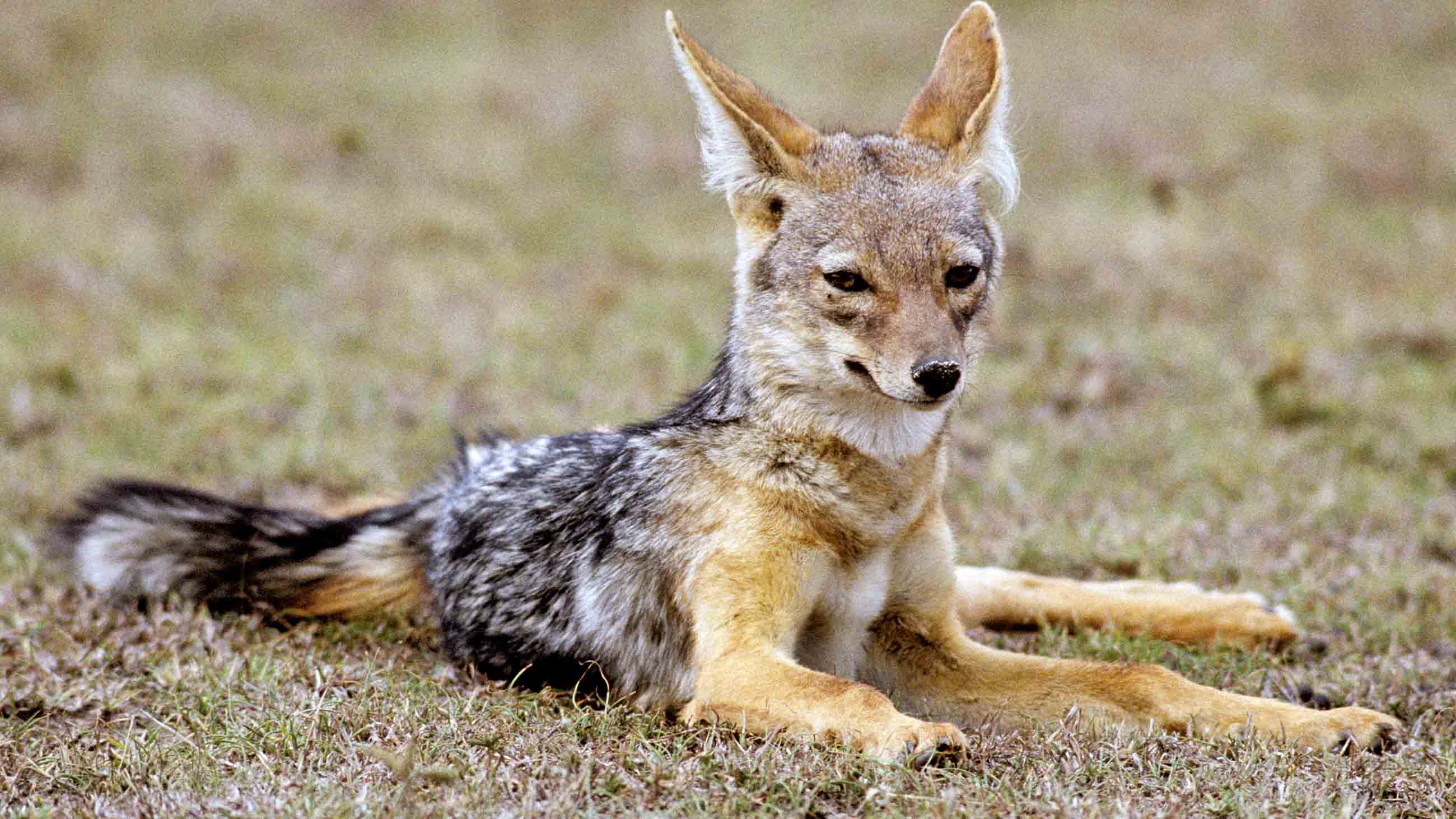 When I told /’Engn!au that my wildlife book said black-backed jackals could be vicious, he replied with great relish, “Jackals do not read or write books.”