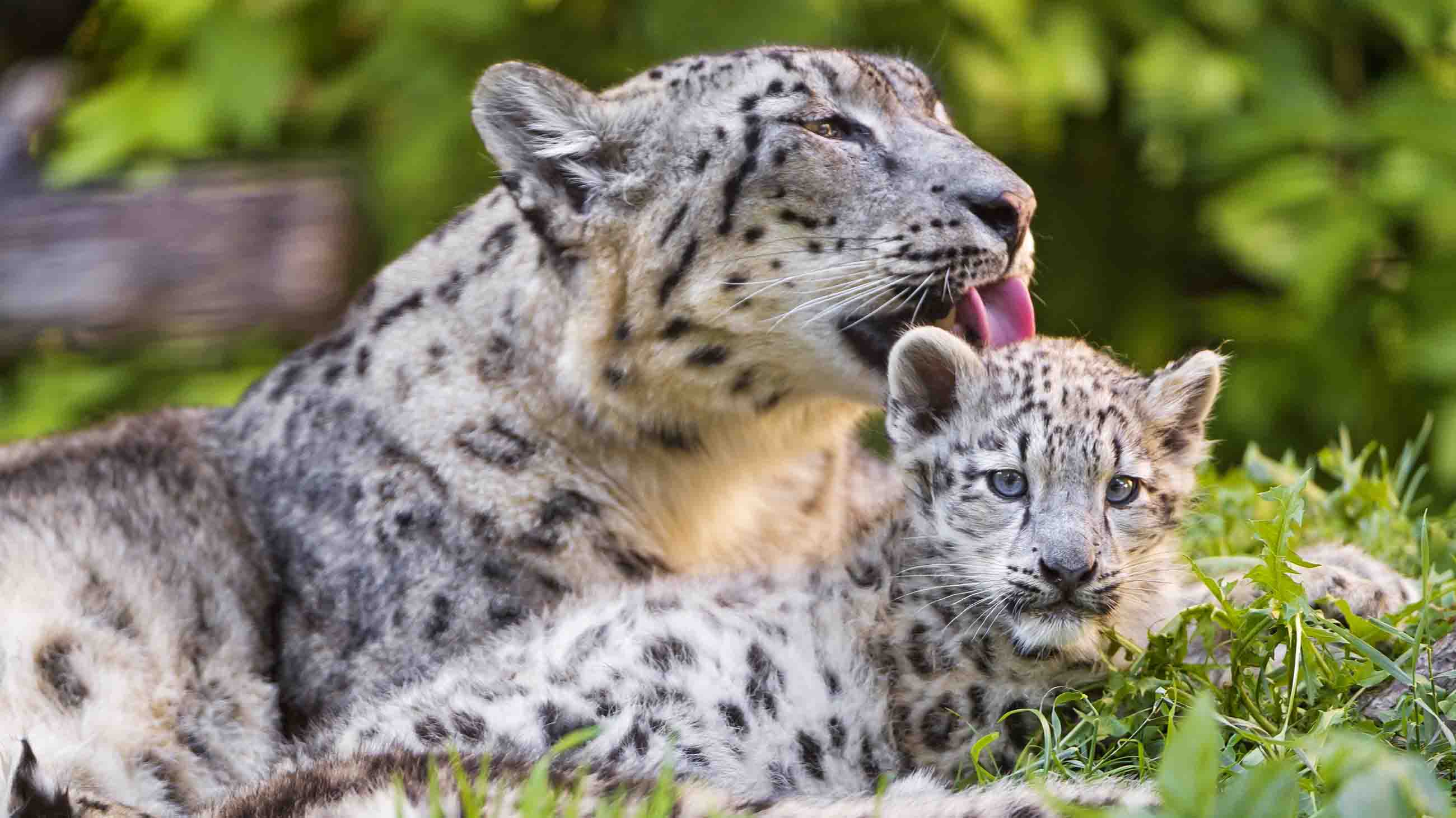 Conservationists warn that snow leopards still face a high risk of extinction in the wild.