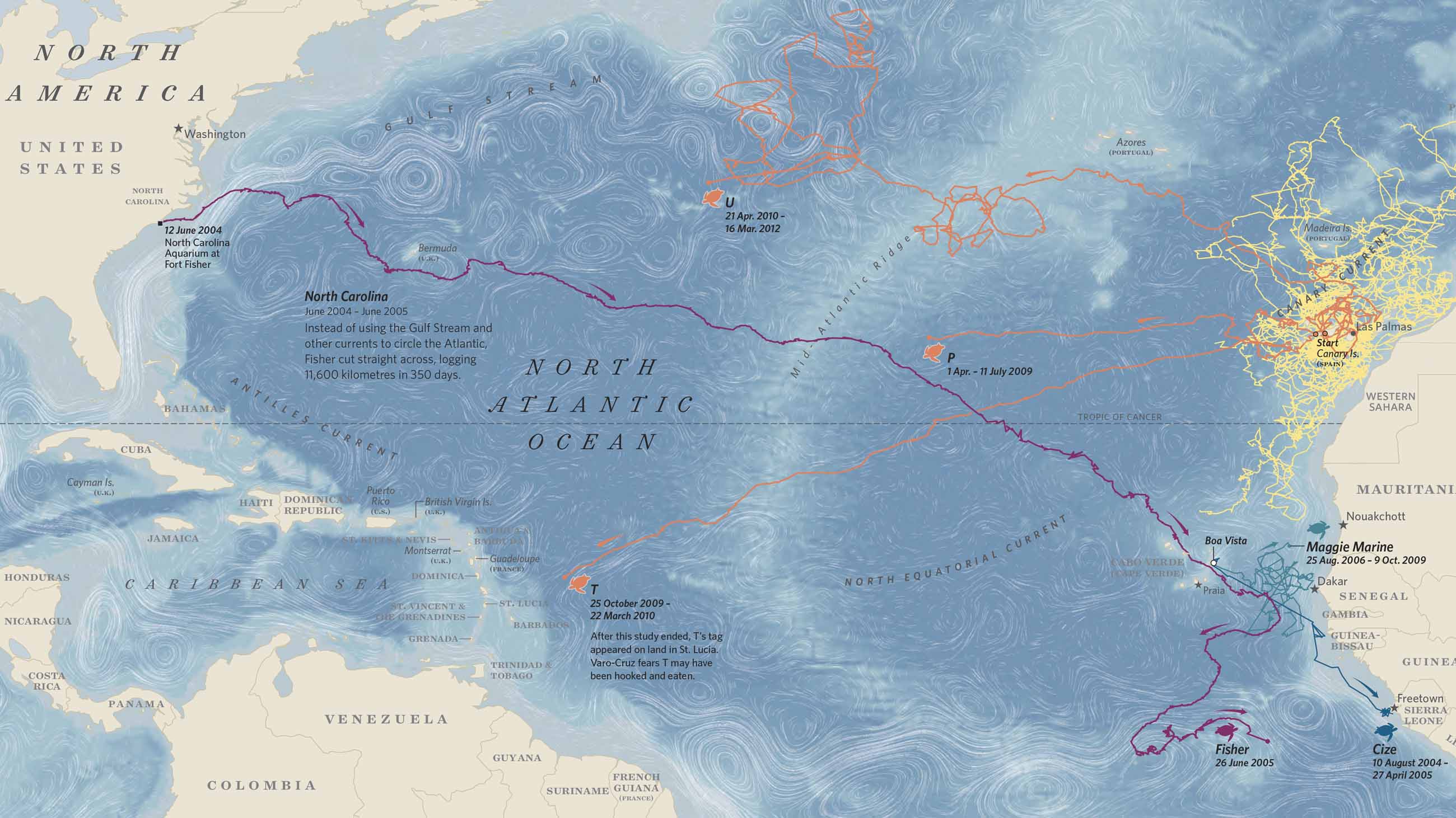 A detail from a larger map in "Where the Animals Go," showing the Atlantic journeys of several loggerhead turtles.