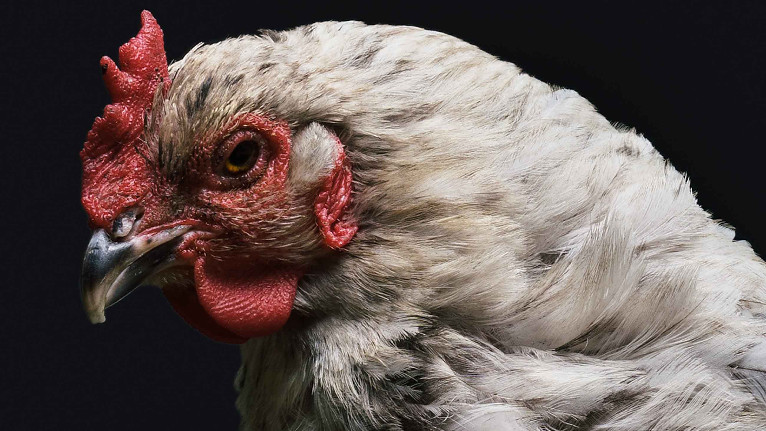 Thomas Jukes wanted to know what chickens needed to eat to thrive in confinement. By an accident of history, that question was more important than ever.