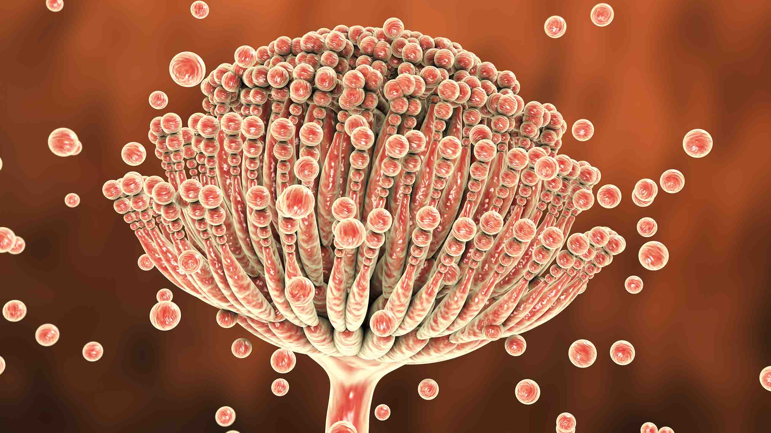 A computer illustration of the Aspergillus fungus, which produces aflatoxin, one of the most powerful naturally occurring carcinogens.