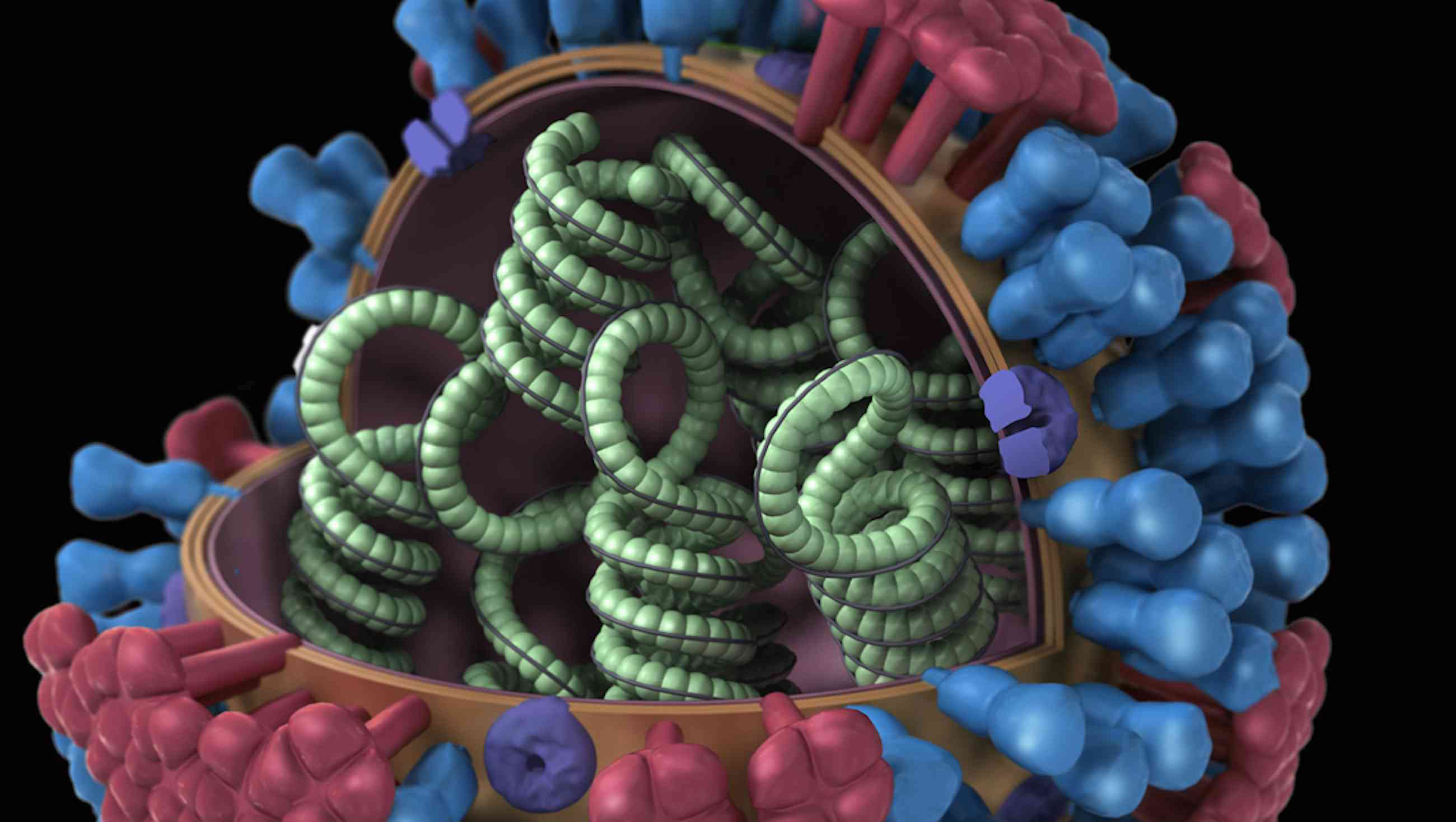 The structure of an influenza virus. Nearly 100 years after the Spanish flu pandemic, the world remains vulnerable.