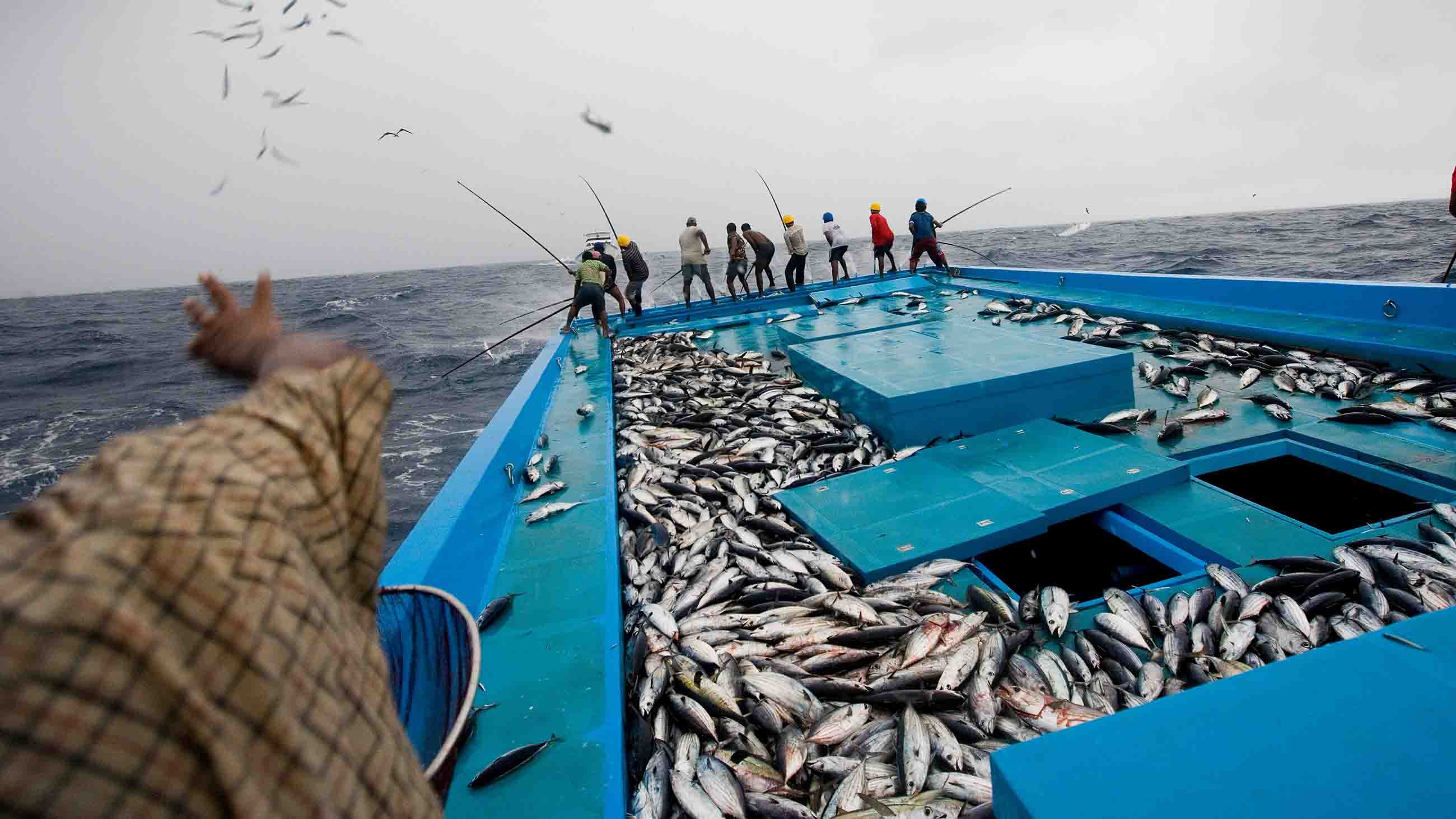 Промысловый лов рыбы. Рыболовство. Промысел рыбы. Морской промысел. Рыболовство в индийском океане.
