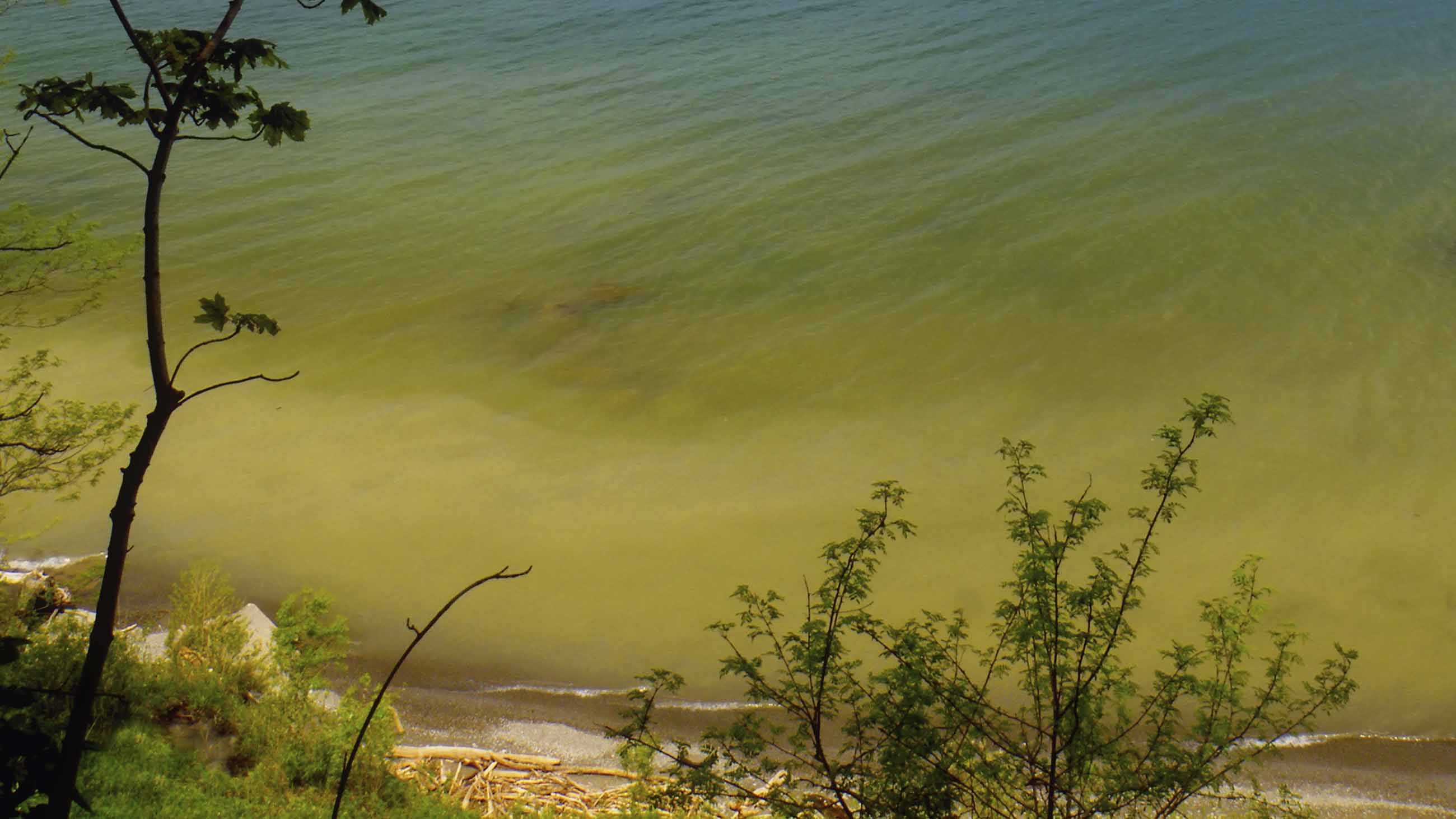 By the 1960s and 70s, nutrient runoff in the shallow waters of Lake Erie's Western Basin led to a cascade of environmental problems. Infamously, Lake Erie was declared dead in the newspapers and in Congressional testimony.