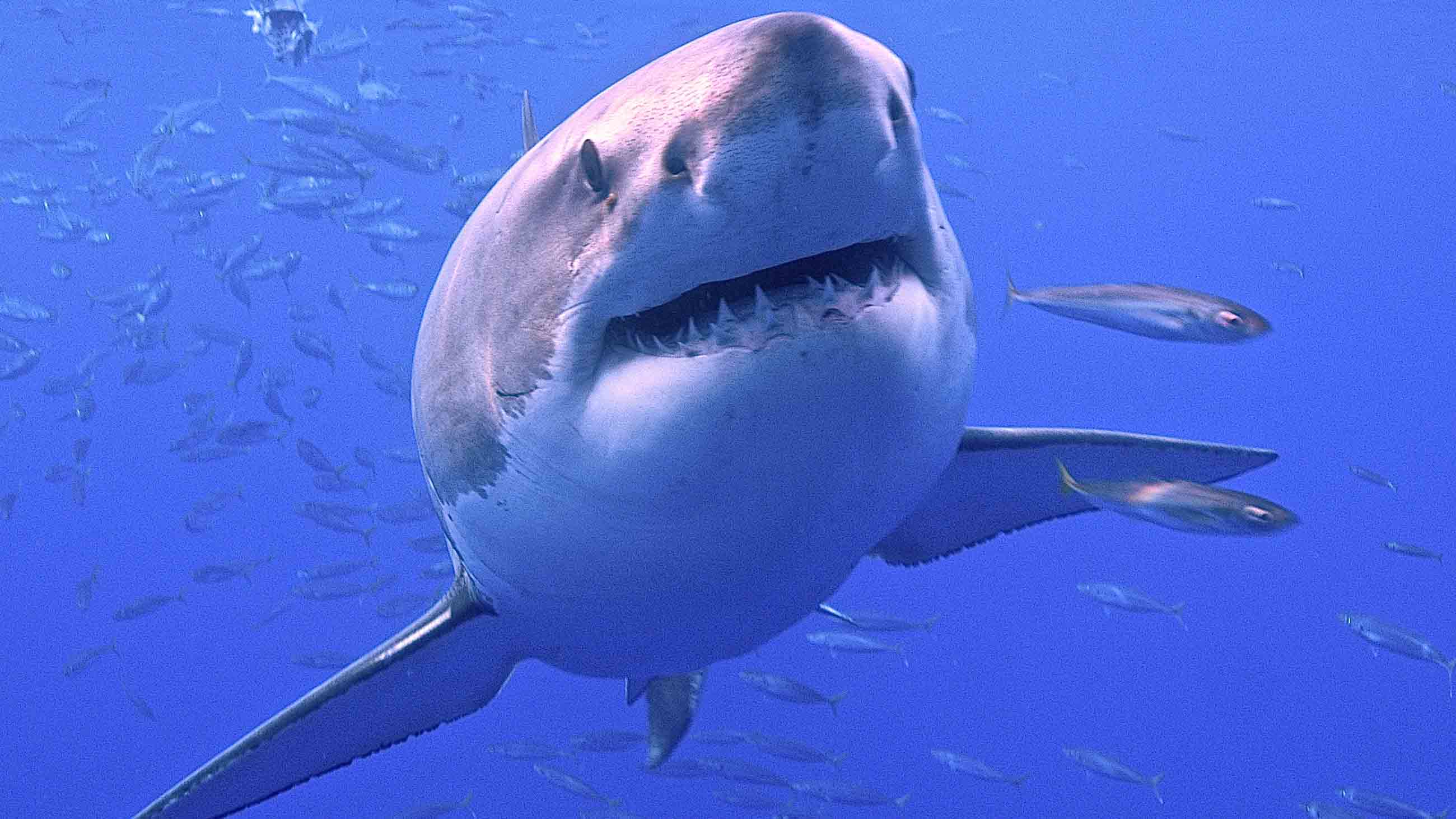 How to Survive a Shark Attack: Expert Tips and Techniques - American Oceans