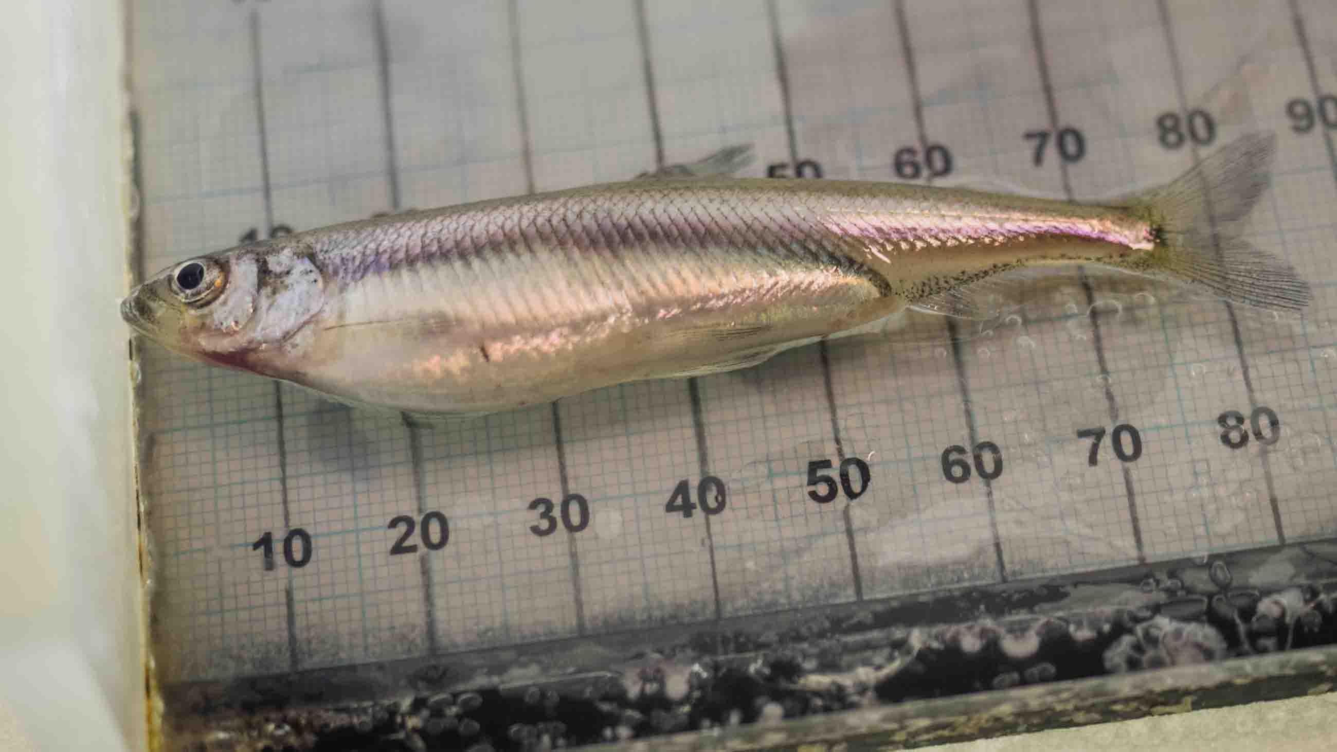 In the Fate of the Delta Smelt, Warnings of Conservation Gone Wrong