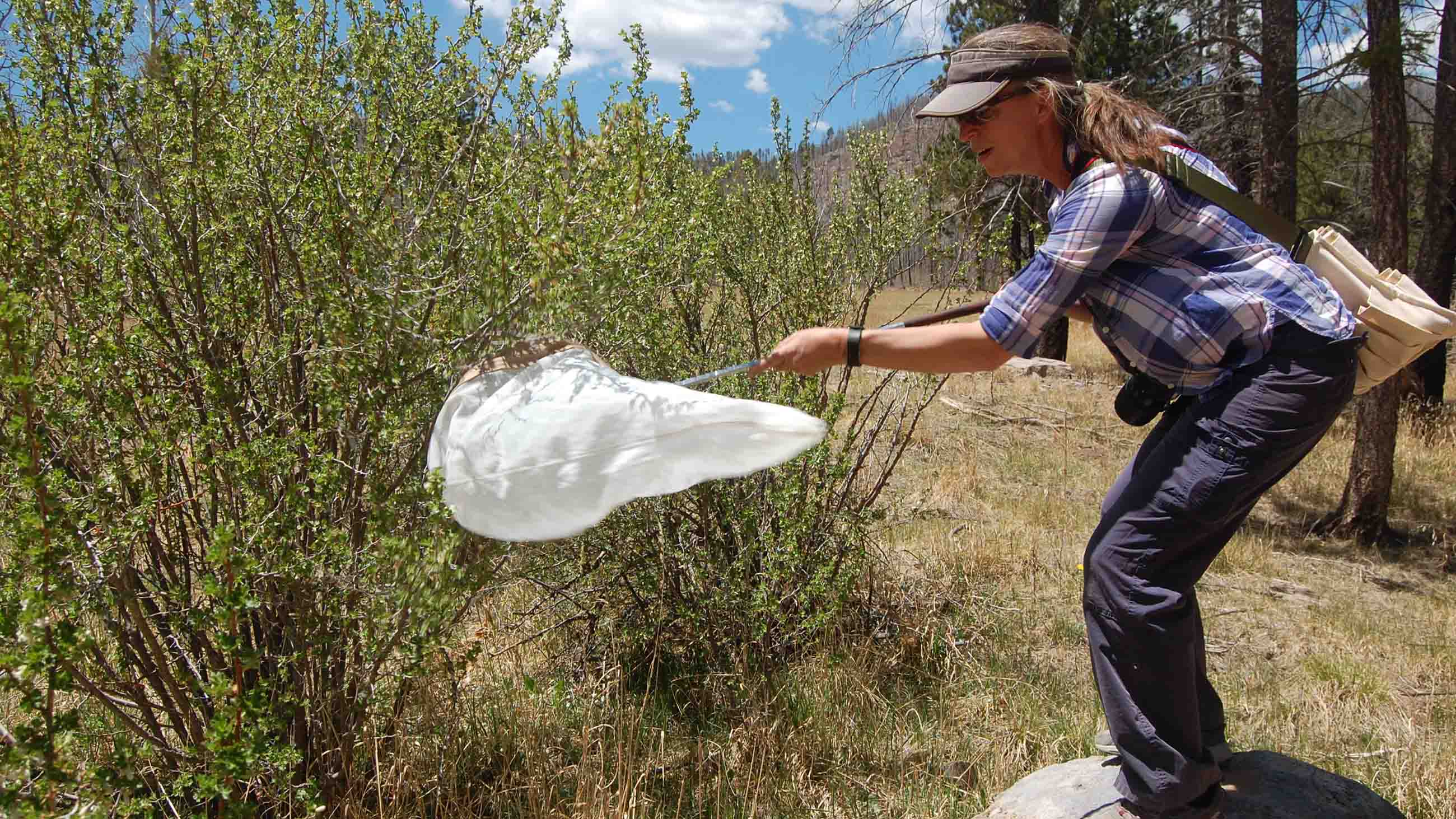 Olivia Carril nets bees on a gooseberry bush at a high elevation plot in Bandelier National Monument.