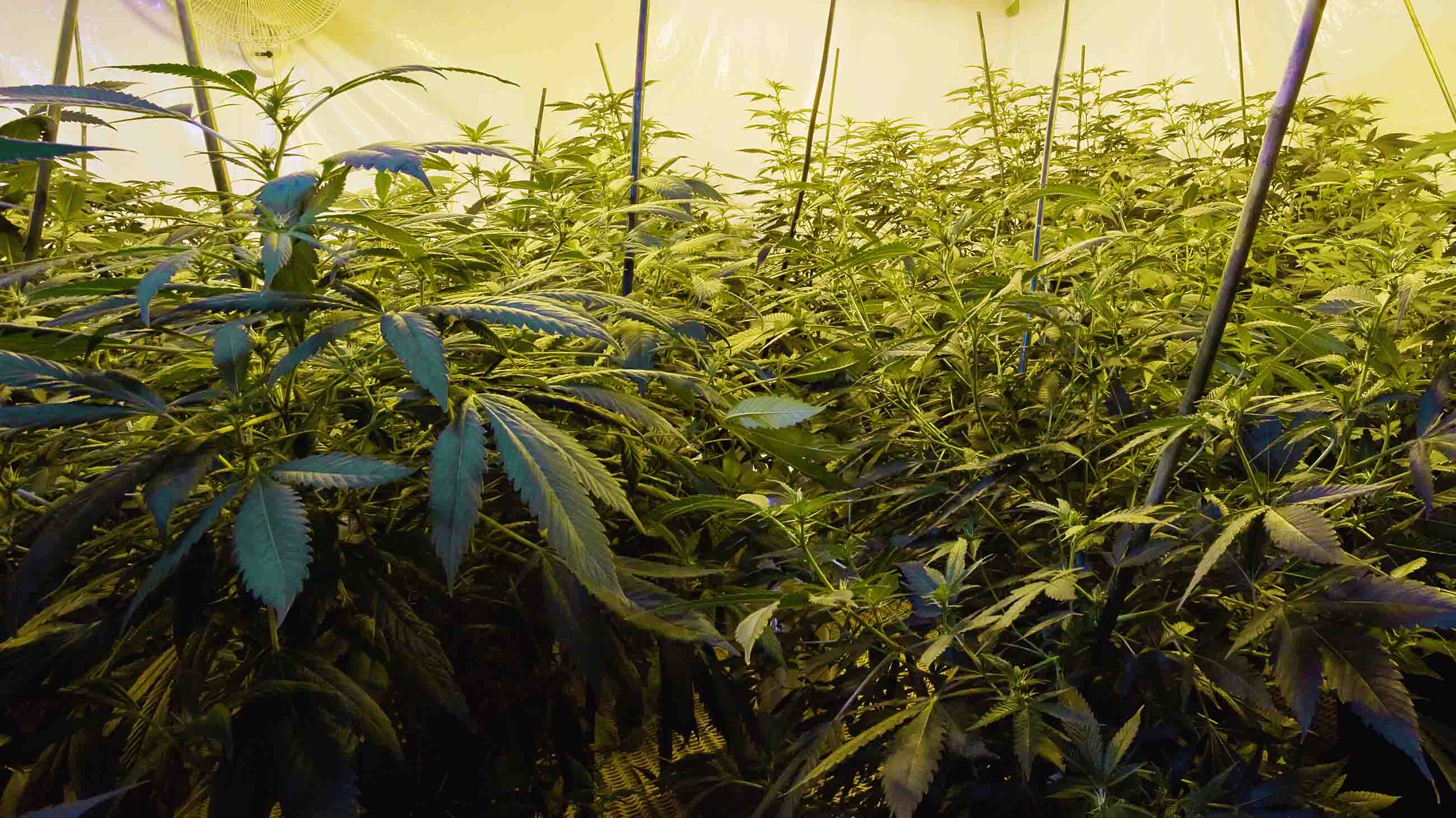 A grow farm of medicinal marijuana.