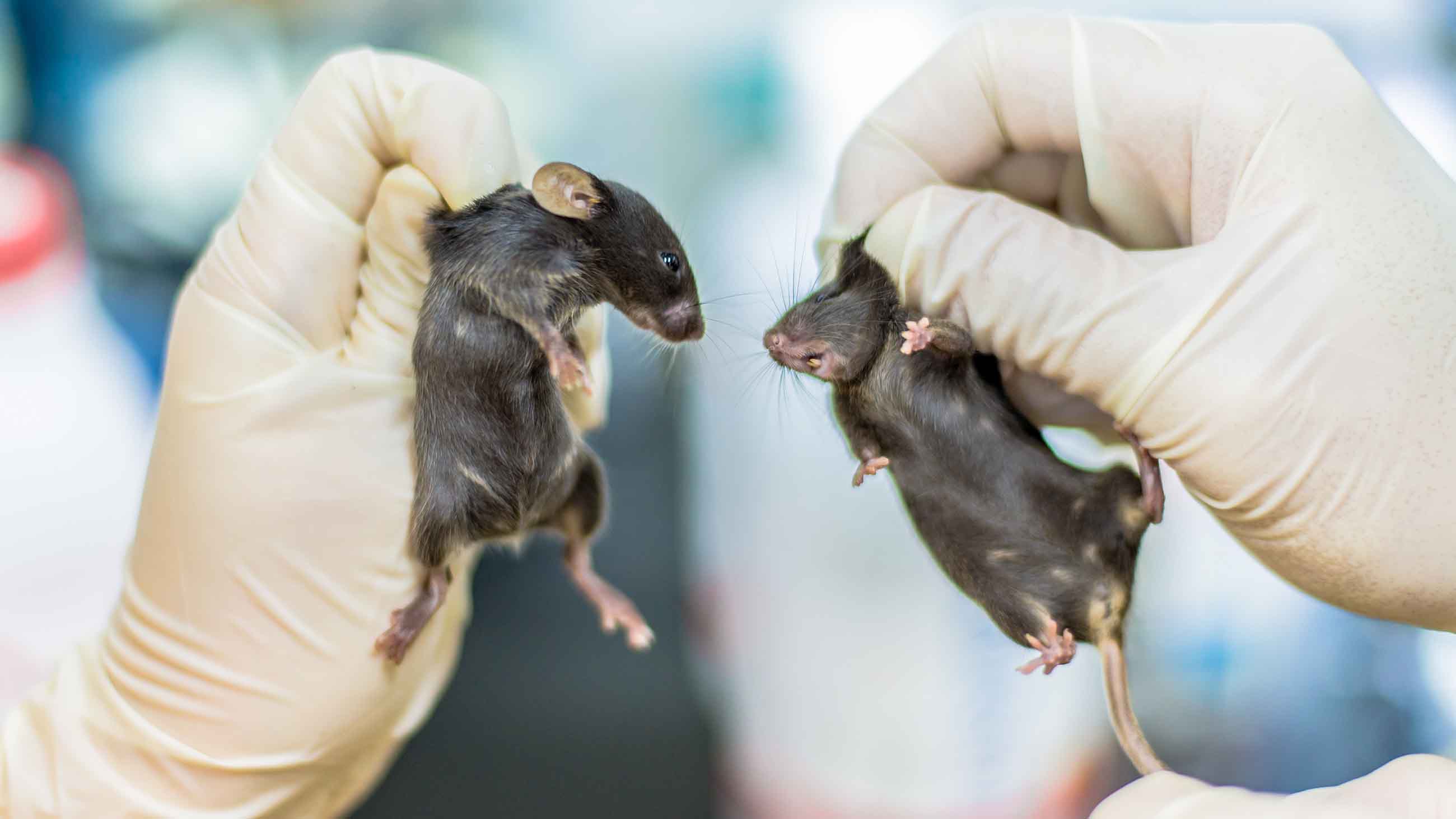 is animal testing justified debate