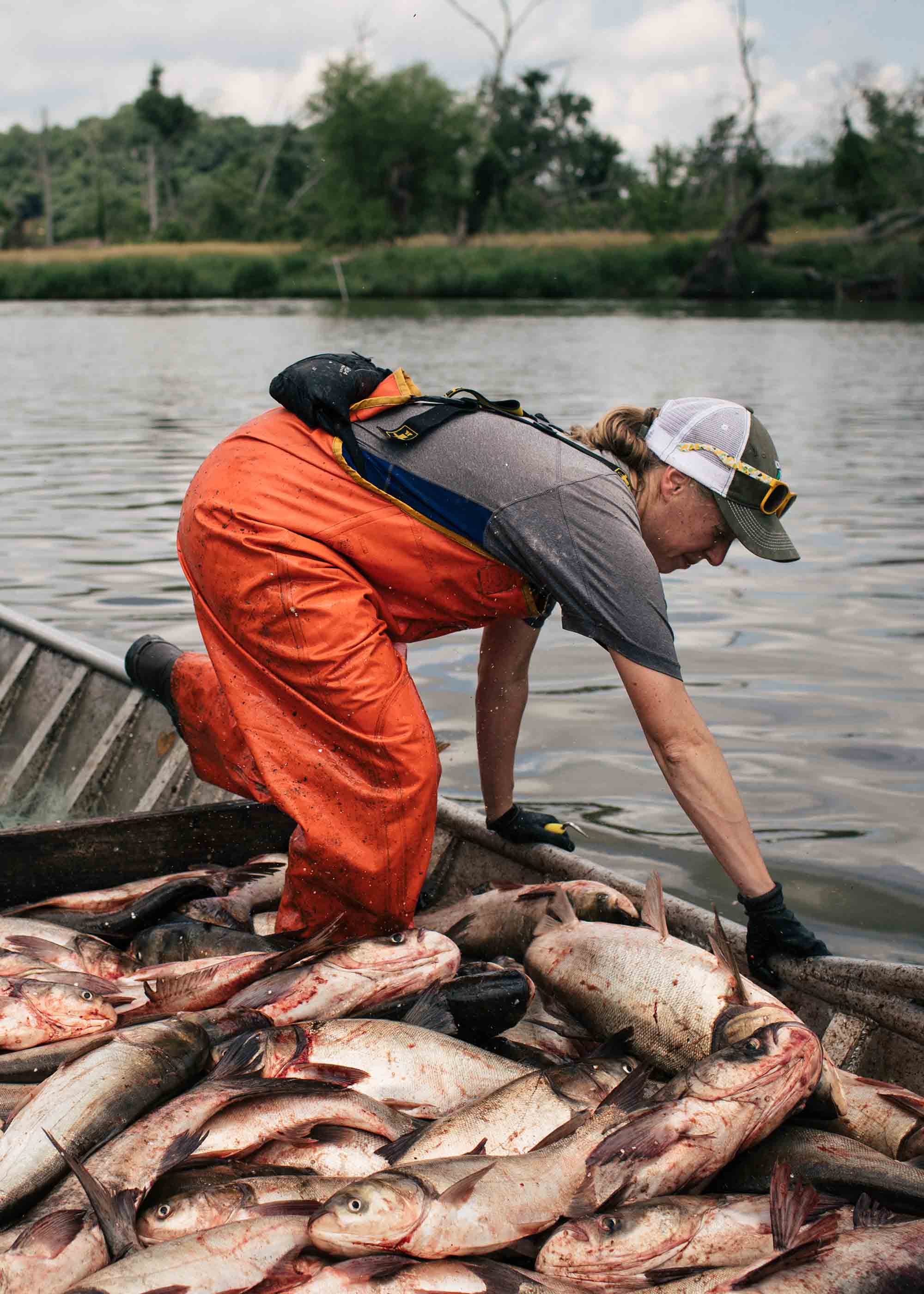 Navigating a Sea of Superlatives in Pursuit of the Asian Carp