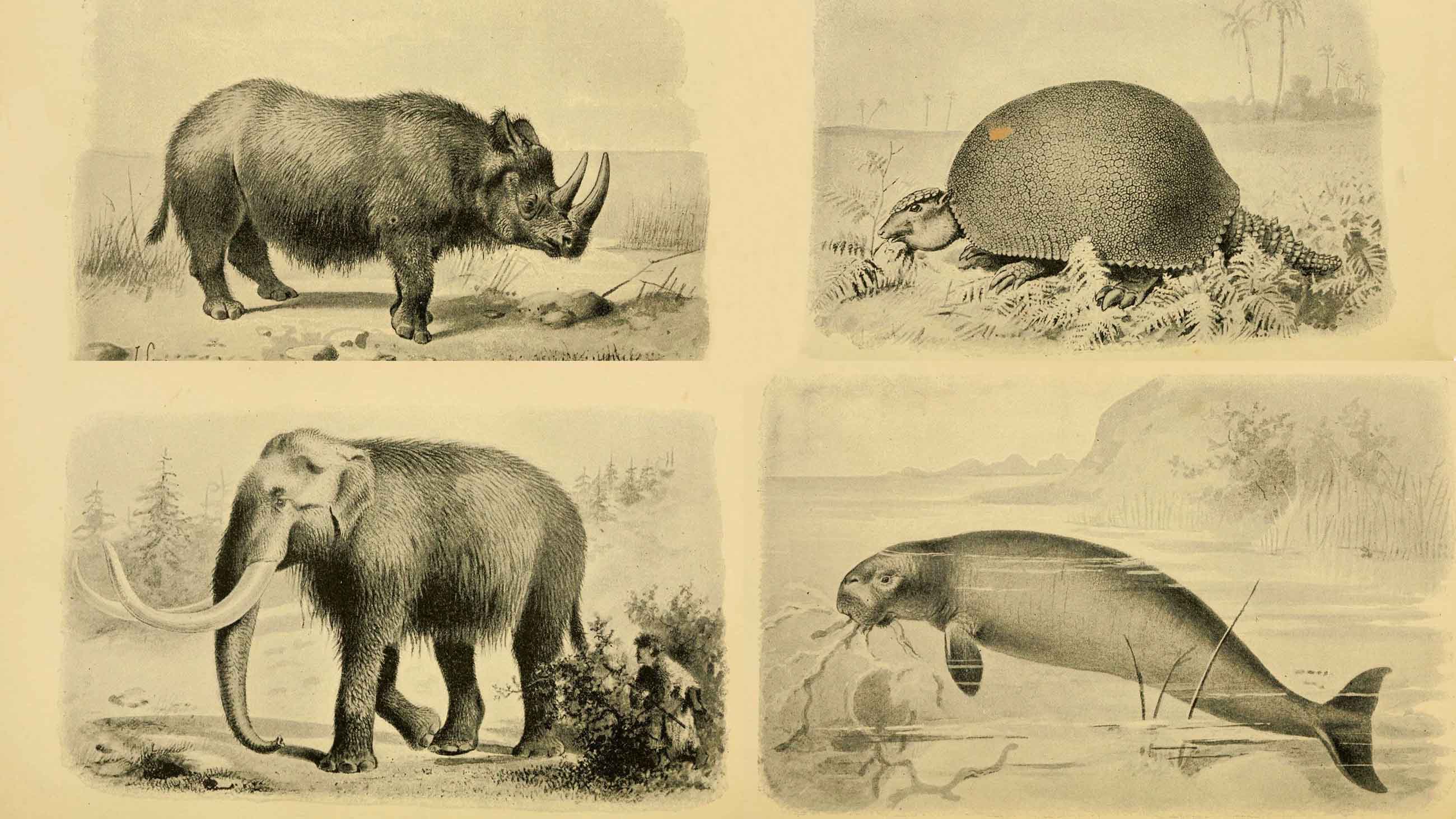 What Makes Some Species More Likely to Go Extinct?