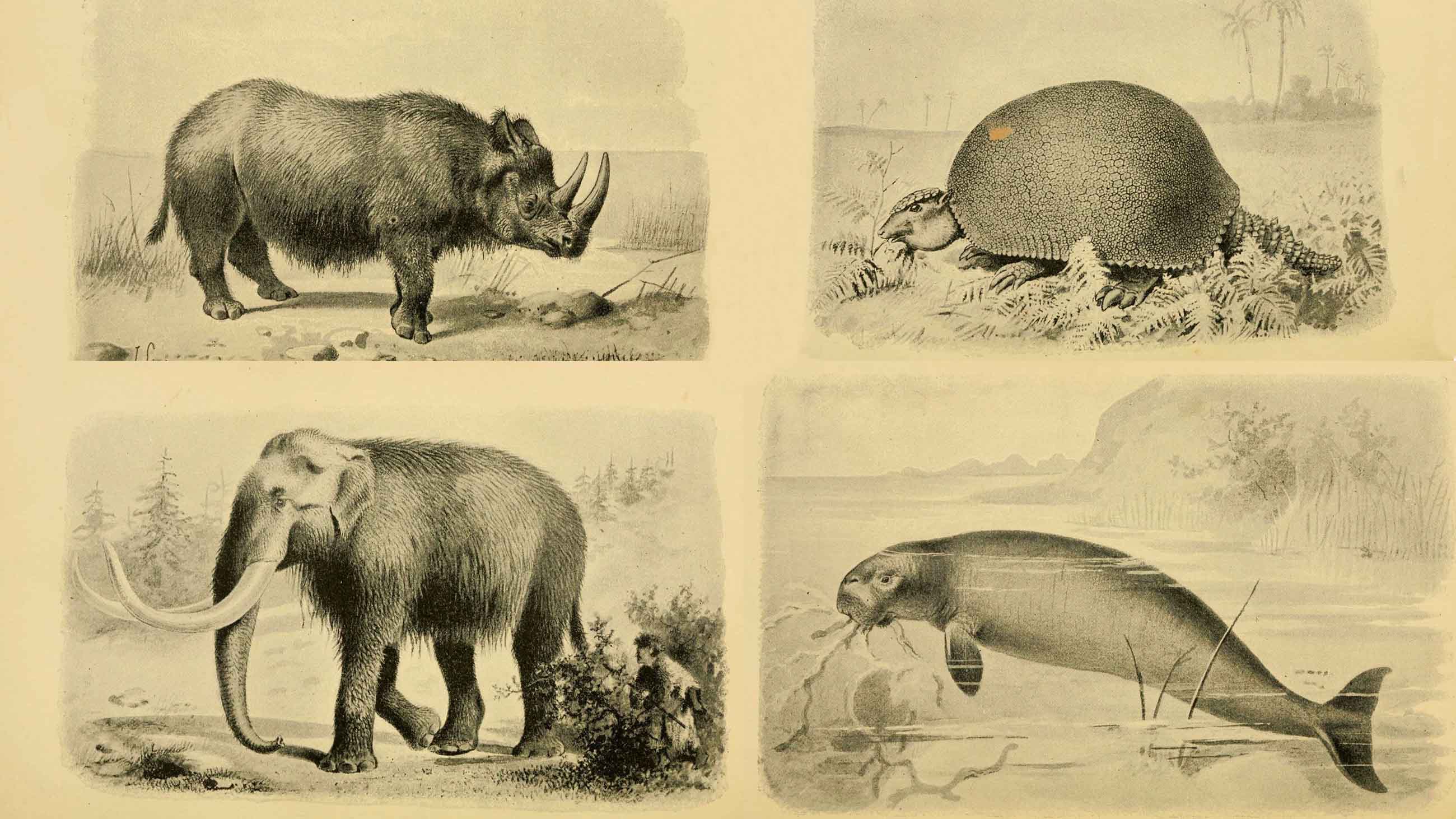 what-makes-some-species-more-likely-to-go-extinct