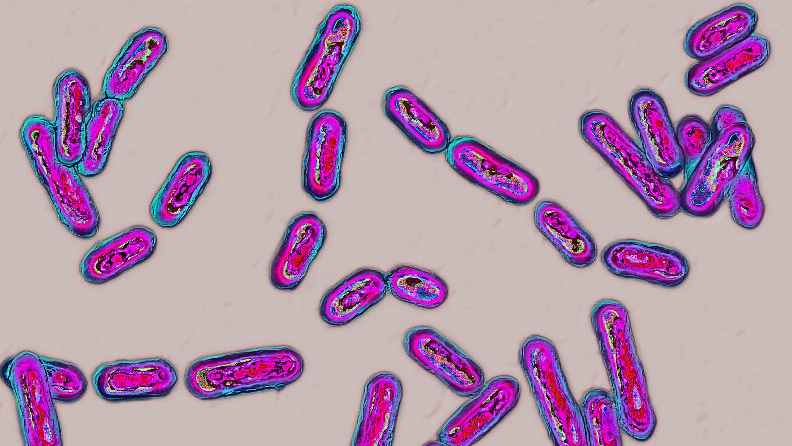 To treat stubborn gut bacterial infections caused by Clostridium difficile, some patients have performed their own fecal microbial transplants.