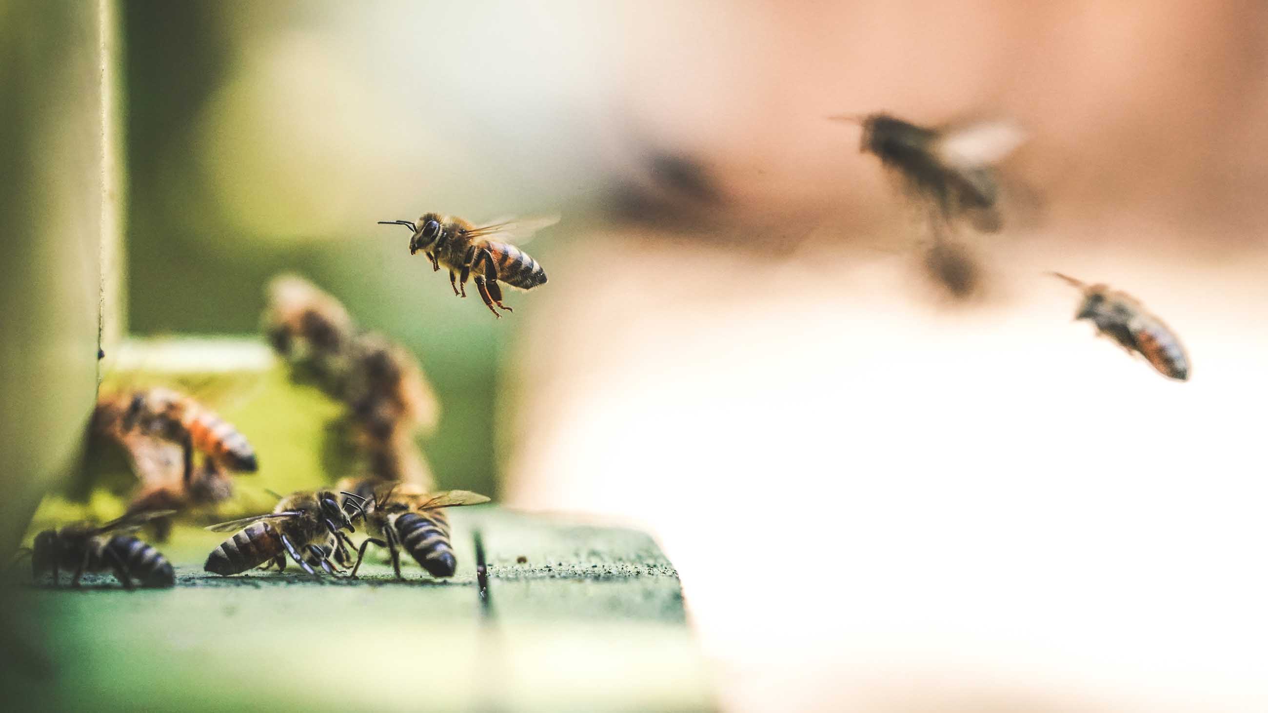 Humans are not the only animals to display collective intelligence. Bees are also well known for their ability to make accurate collective decisions and are capable of avoiding maladaptive herding.