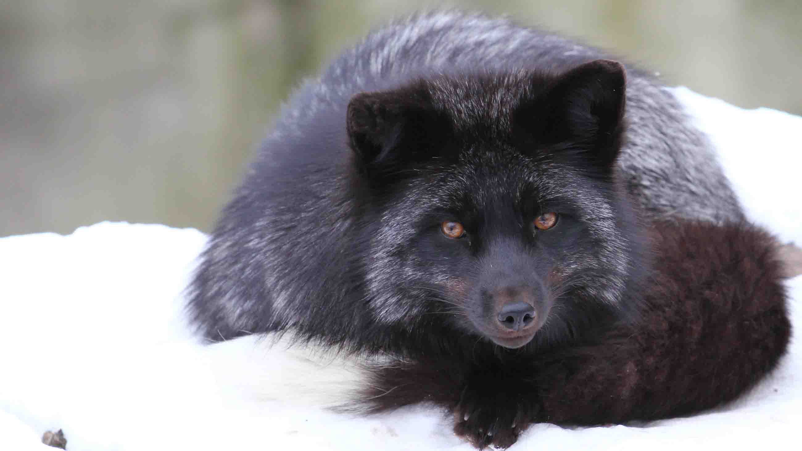 The silver fox is the subject of one of biology's longest running experiments.