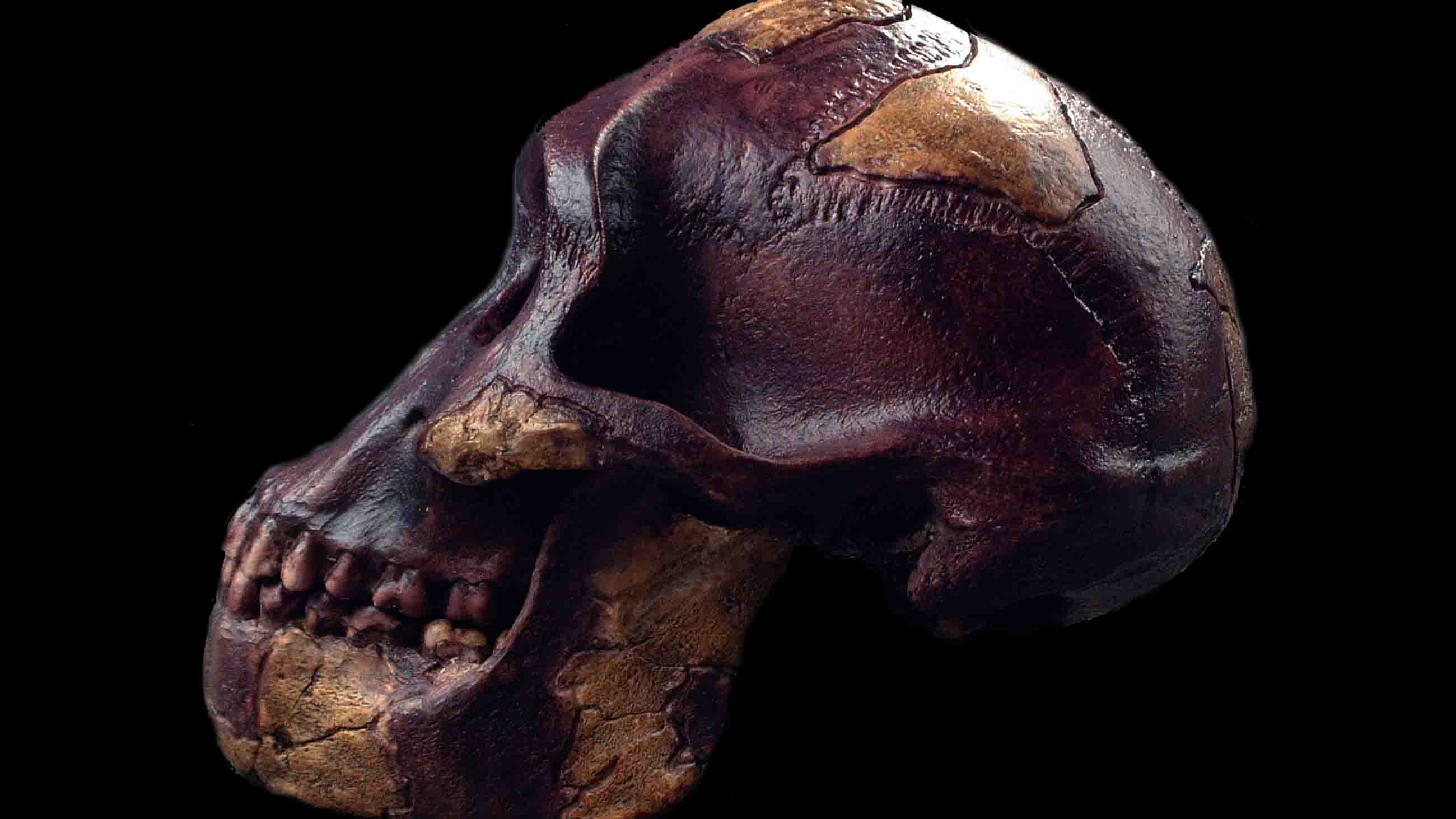 Australopithecus afarensis lived between 3.85 and 2.95 million years ago.
