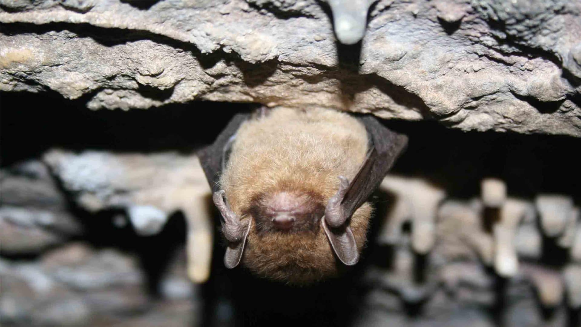 Little brown bats are particularly susceptible to white nose syndrome, but in lab experiments administration of the bacteria Pseudomonas fluorescens increased their survival to the lethal underlying fungus.