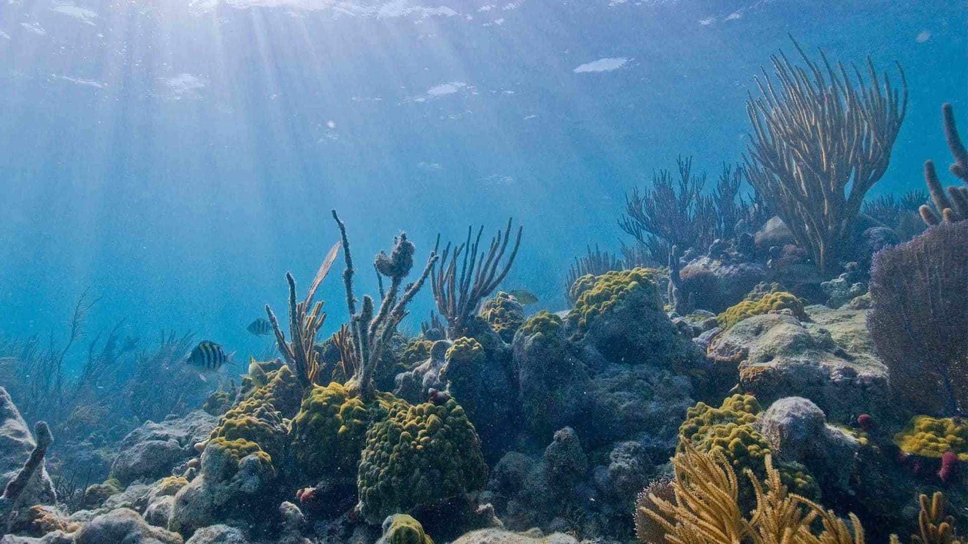 A coral reef in Biscayne National Park, Florida. Reefs act like submerged breakwaters, draining away waves' energy offshore before they can flood coastal properties and communities.