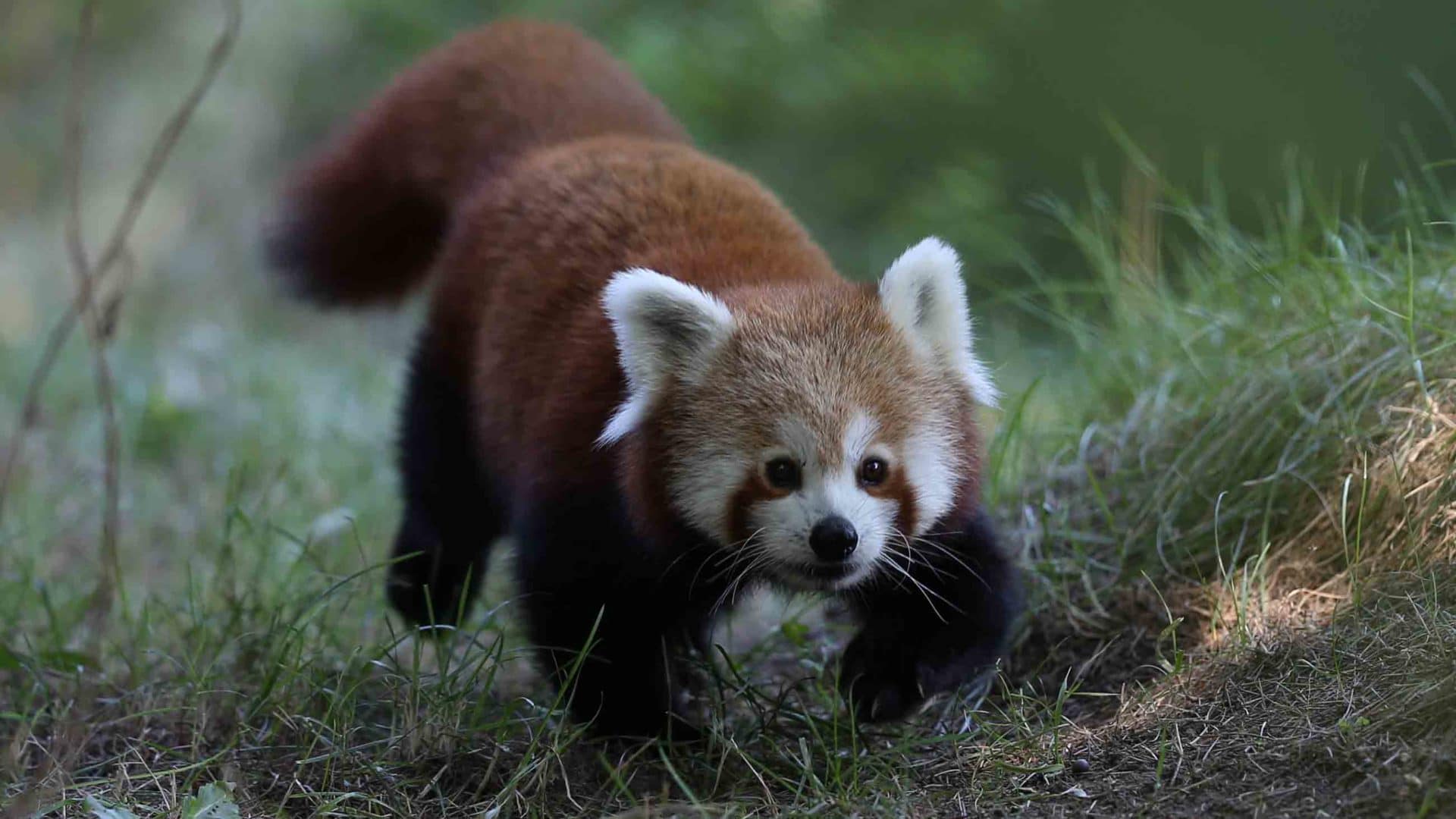 With a remaining wild population estimated at fewer than 10,000 individuals, the red panda is listed as Endangered on the International Union for Conservation of Nature's Red List.