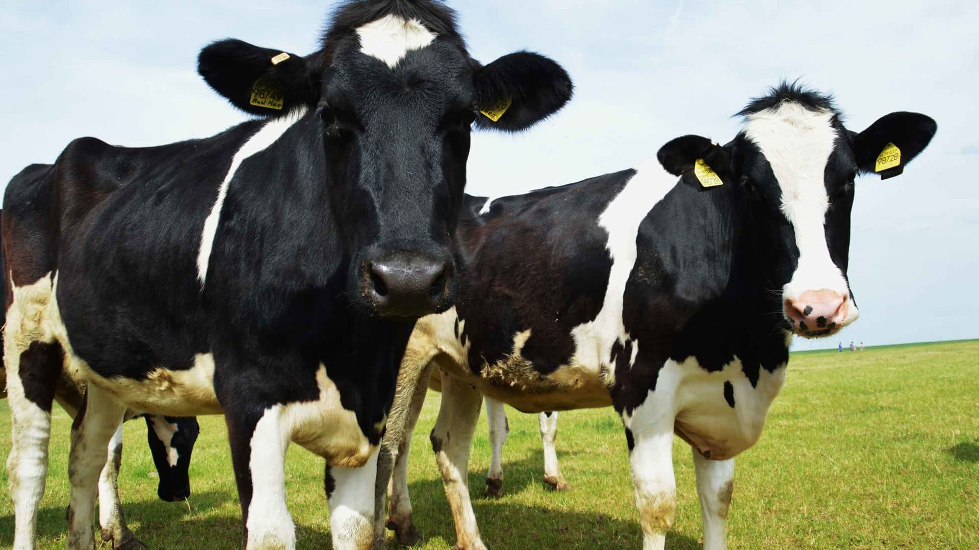 What is the average lifespan of a holstein cow