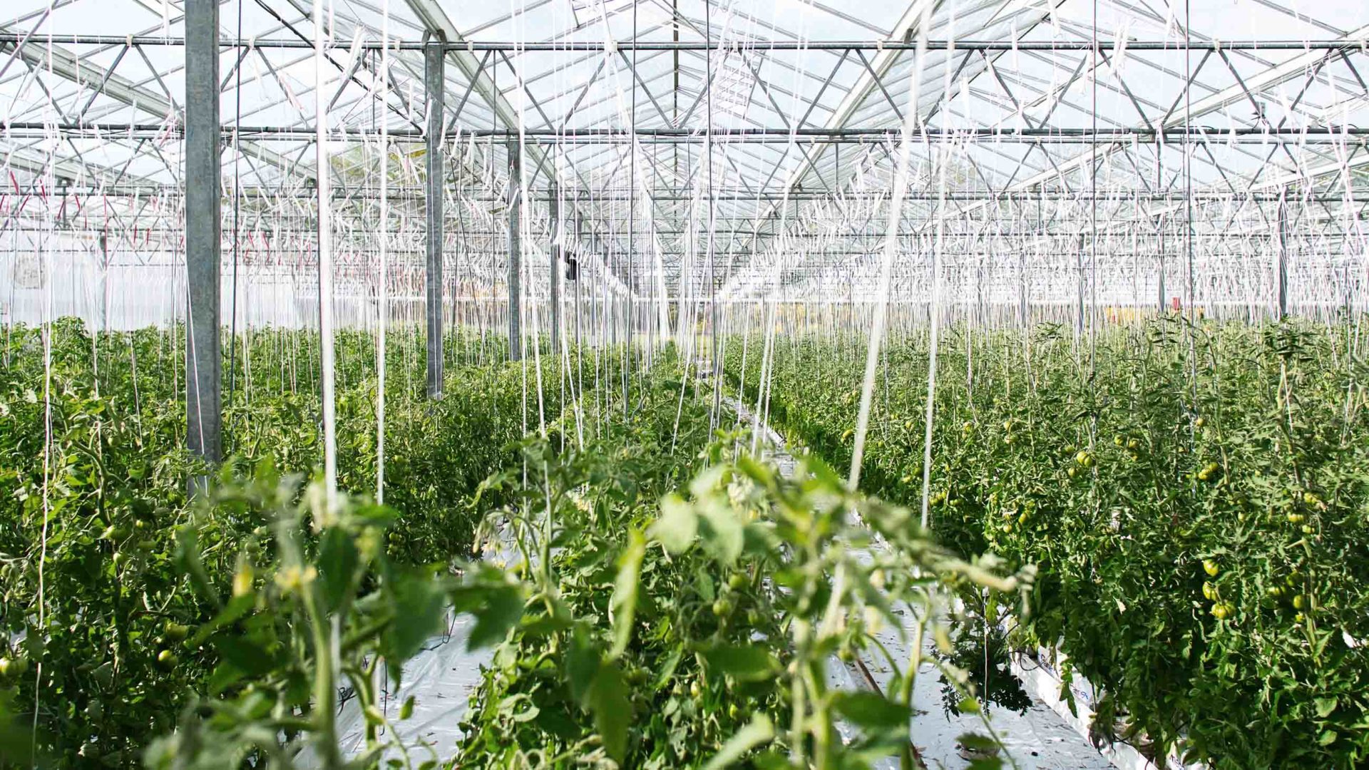 crops greenhouse irrigation