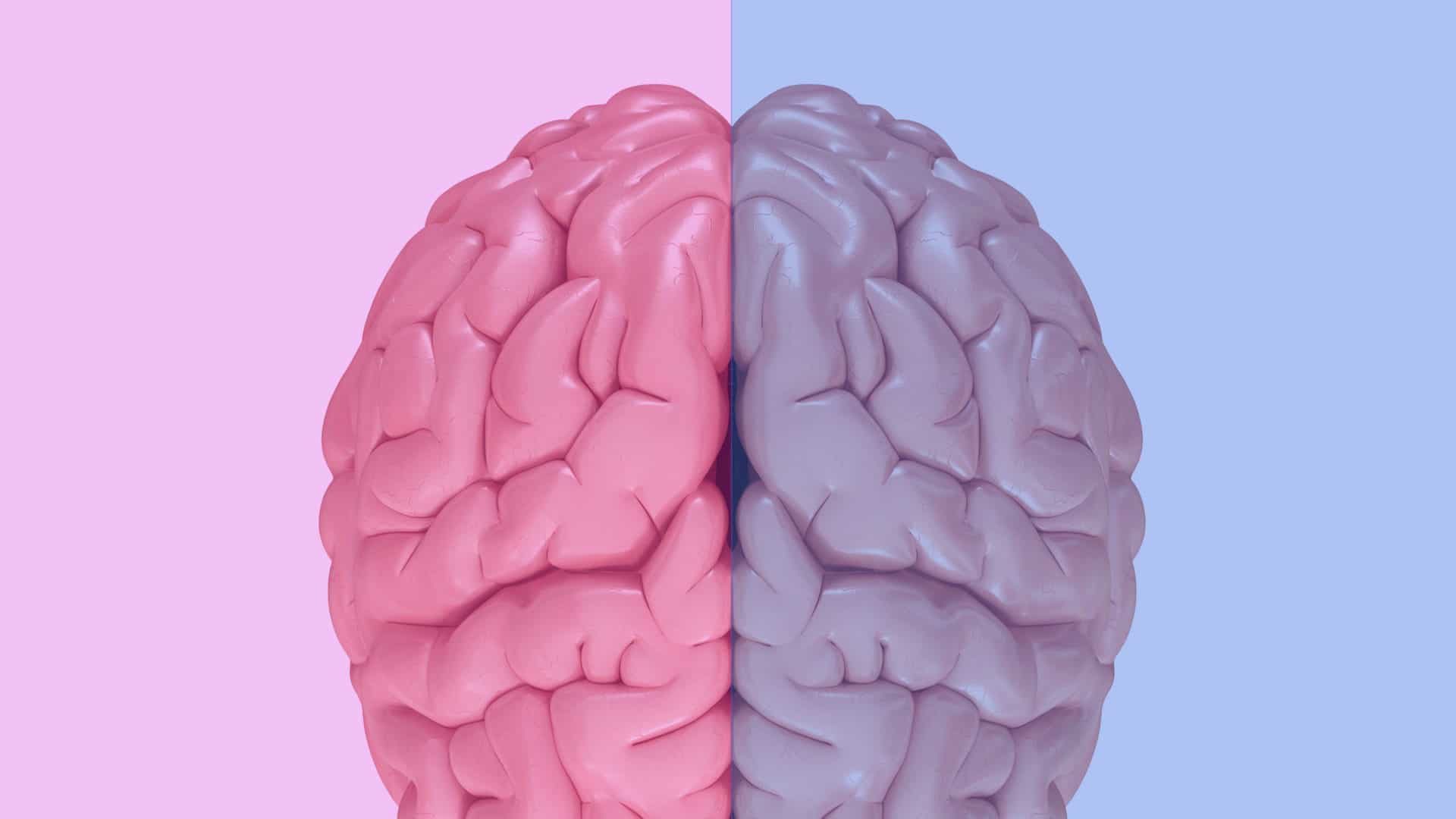 Illustration of the human brain.