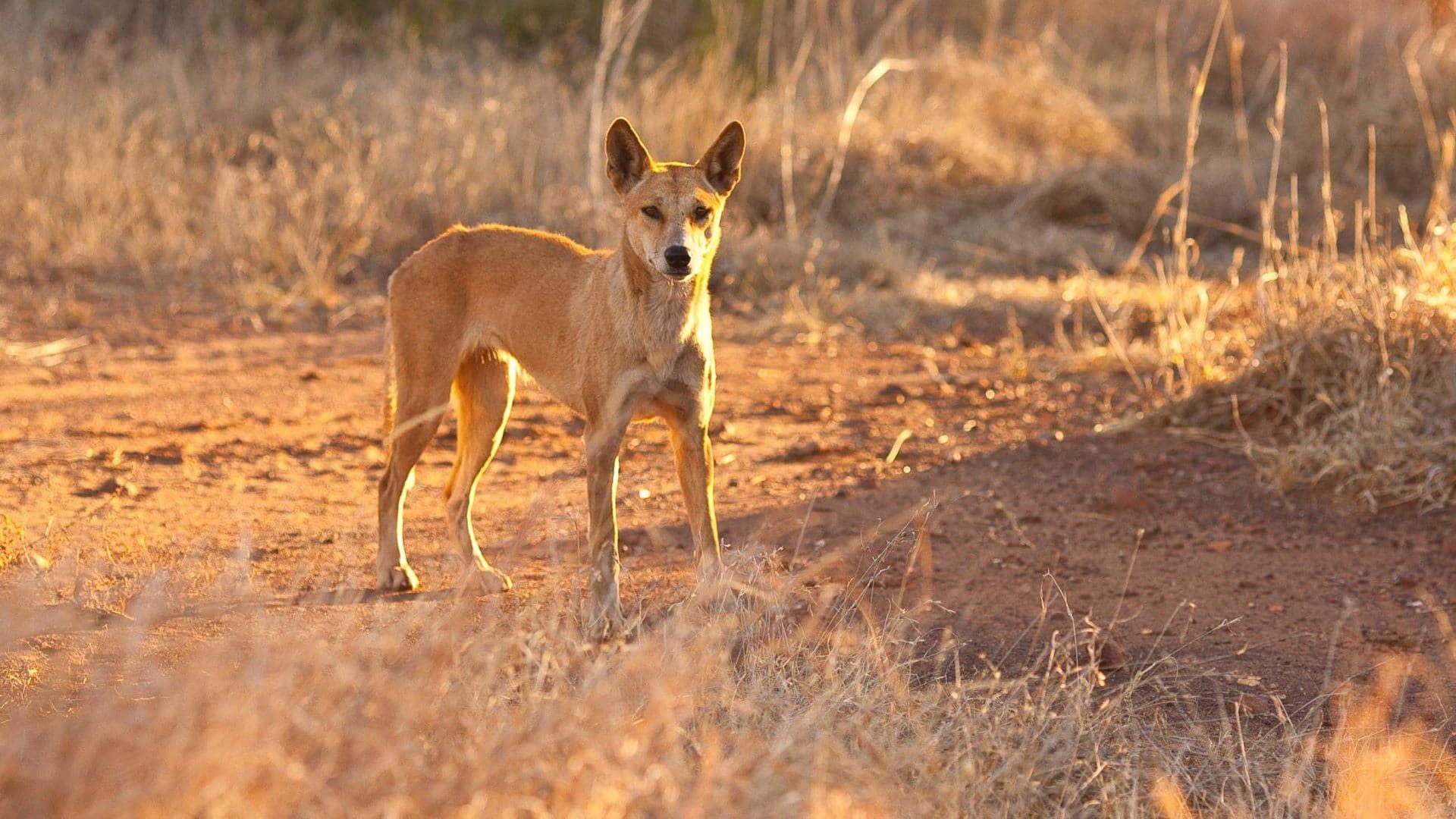 what did the dingo evolve from