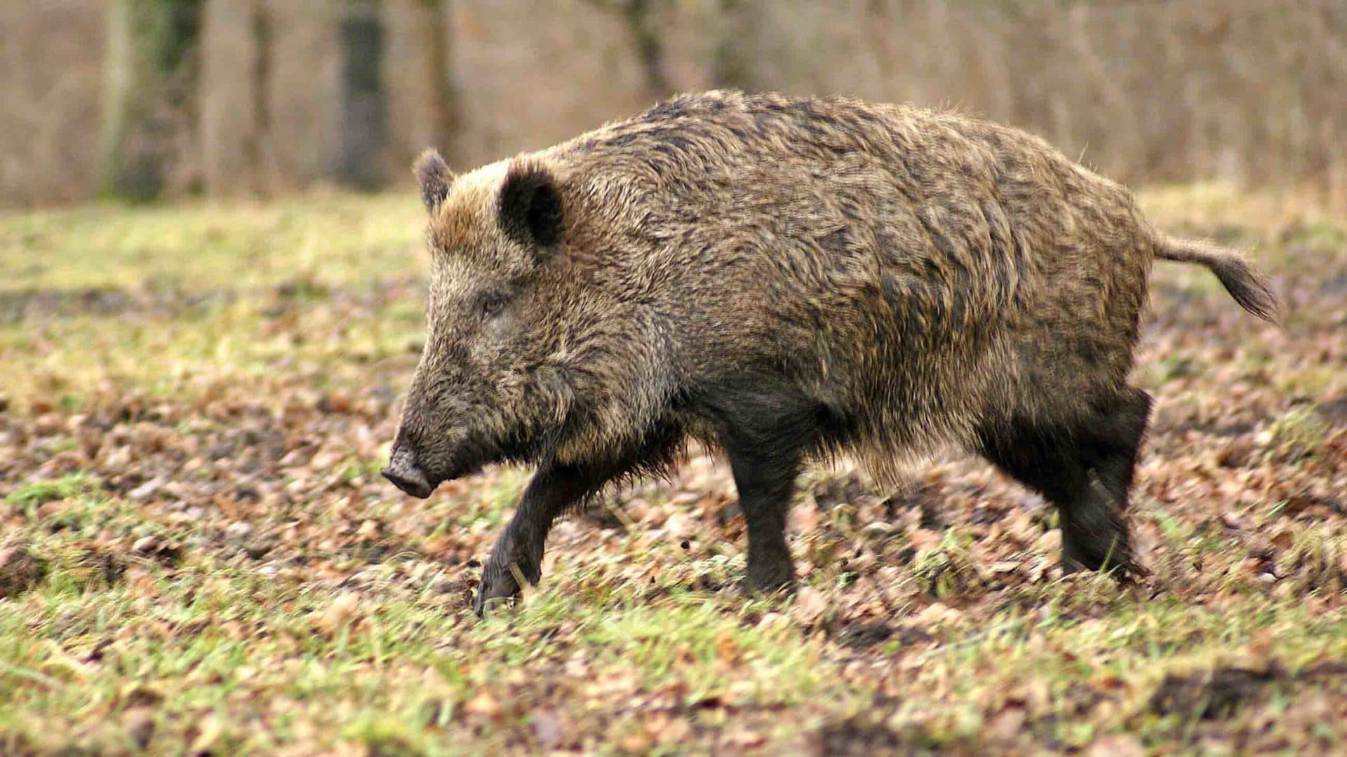 Invasive Species: Wild Boar