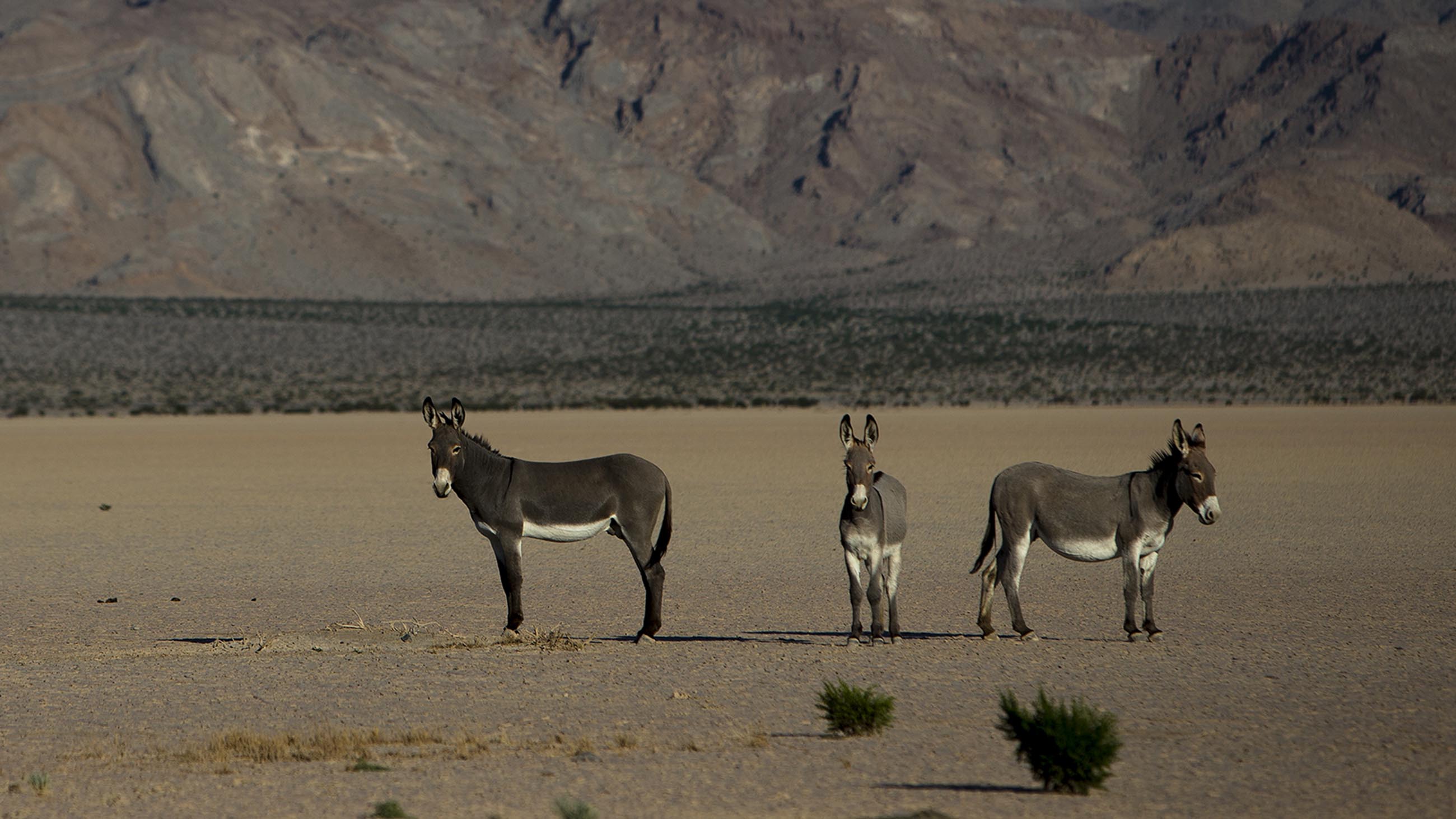 Death Valley's Park Service Wants Them Gone. But Are Wild Donkeys Really the  Enemy?