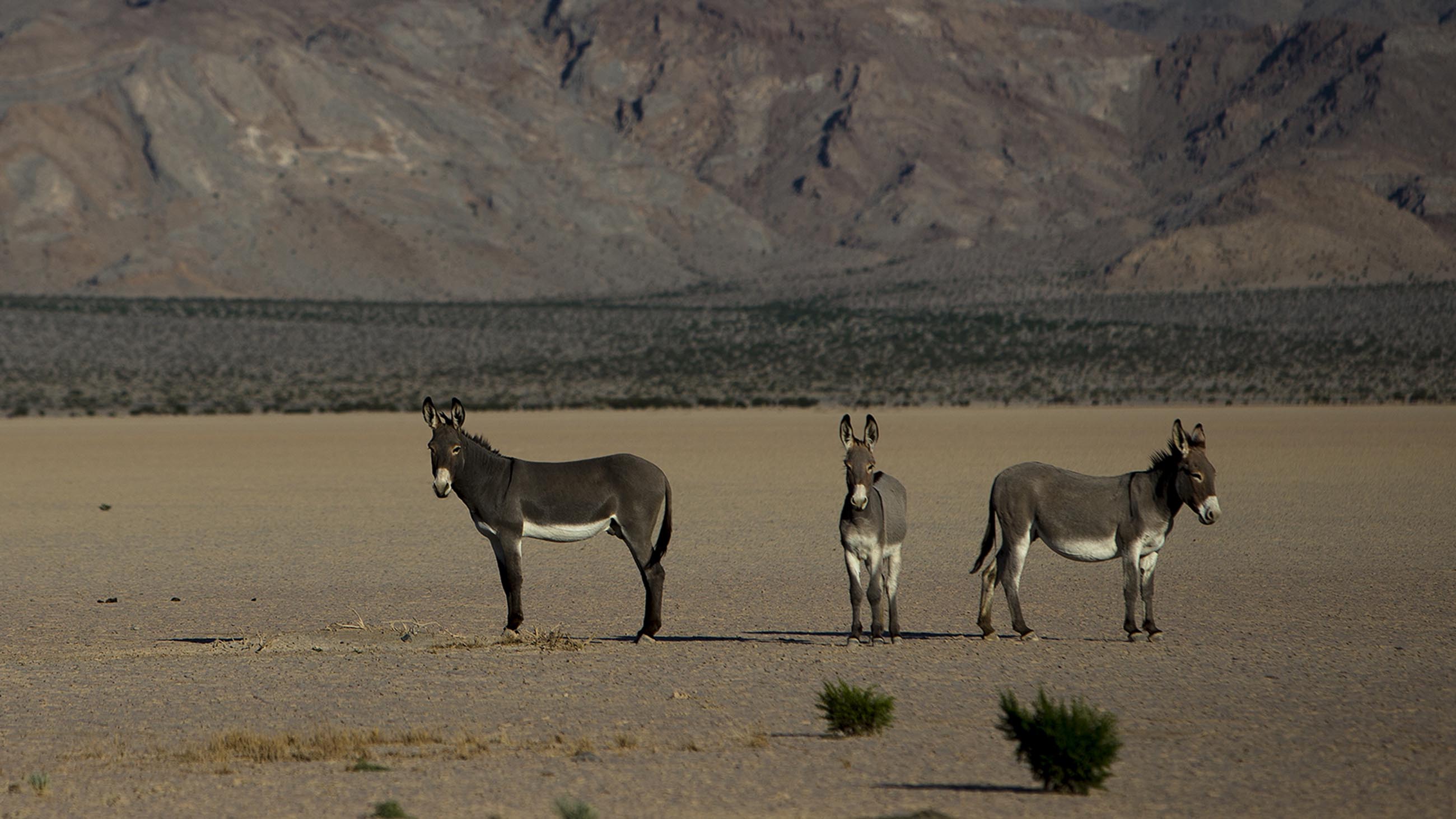 Death Valley's Park Service Wants Them Gone. But Are Wild Donkeys