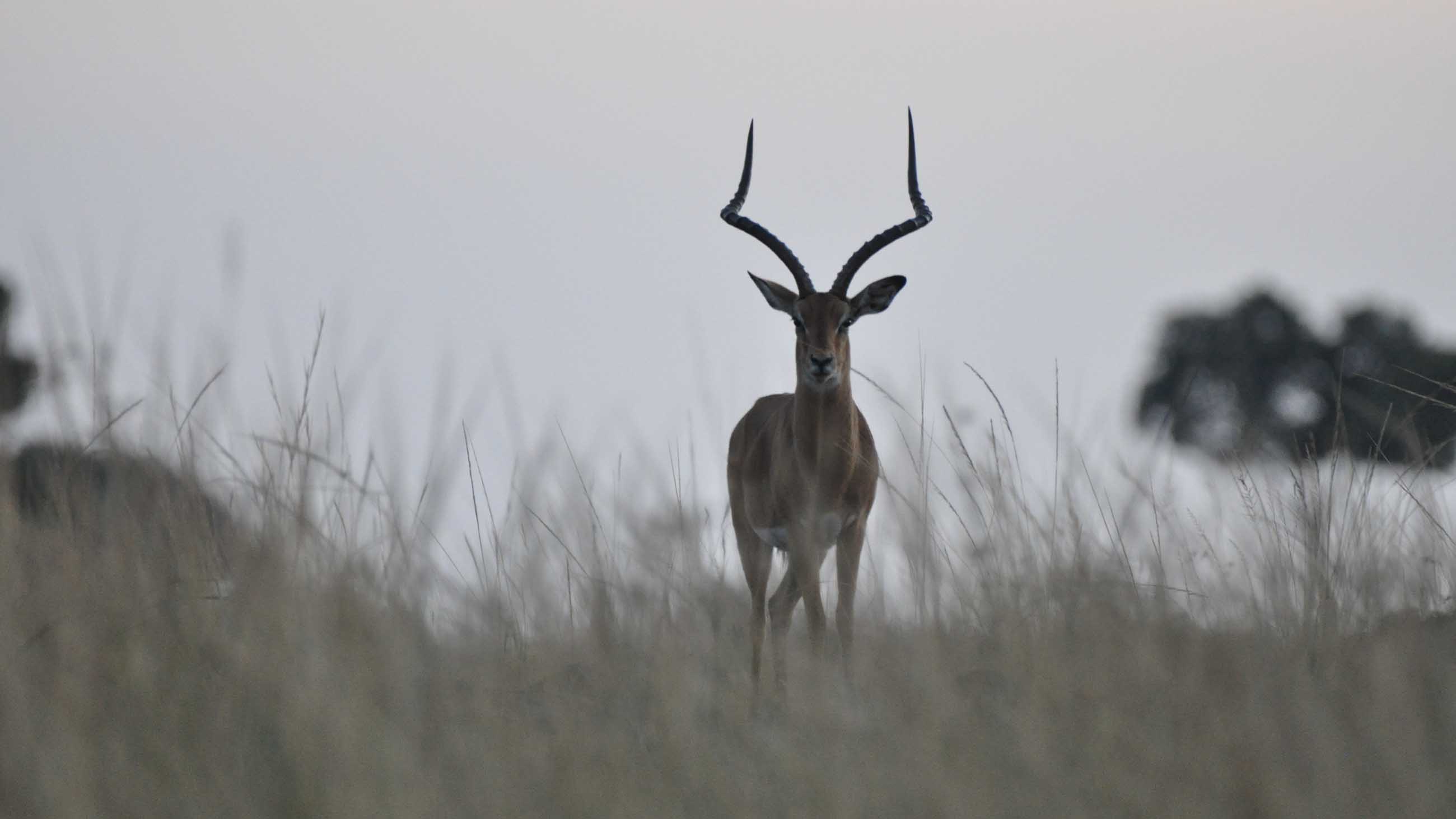The Persistent Myth of Persistence Hunting