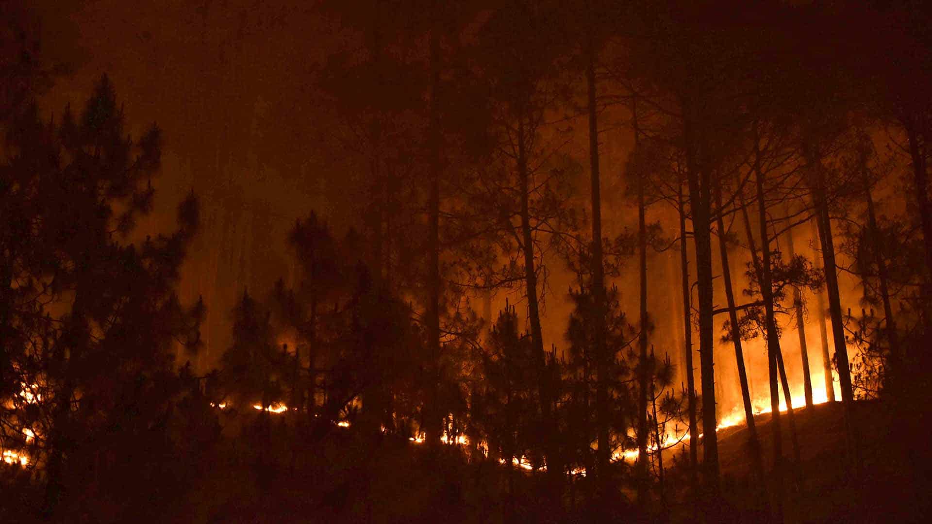 india forest fire
