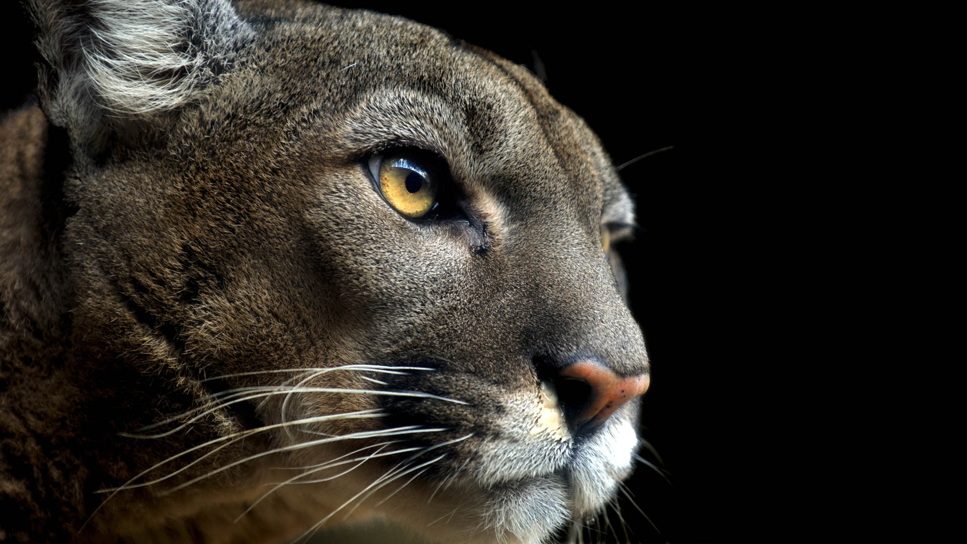 Tracking the Florida Panther's Tenuous Comeback