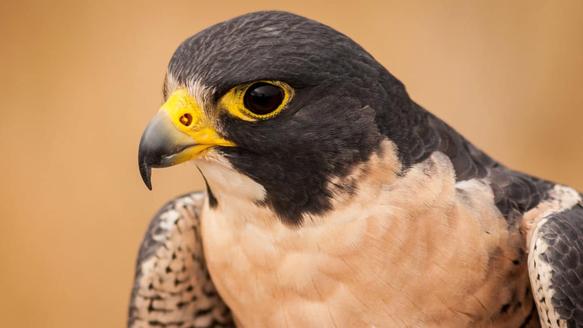 Book Review: A Fresh Look at the Strange Marvels of Bird Behavior