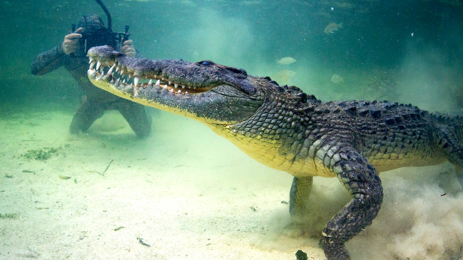 Forrest Galante films a crocodile in June 2016.