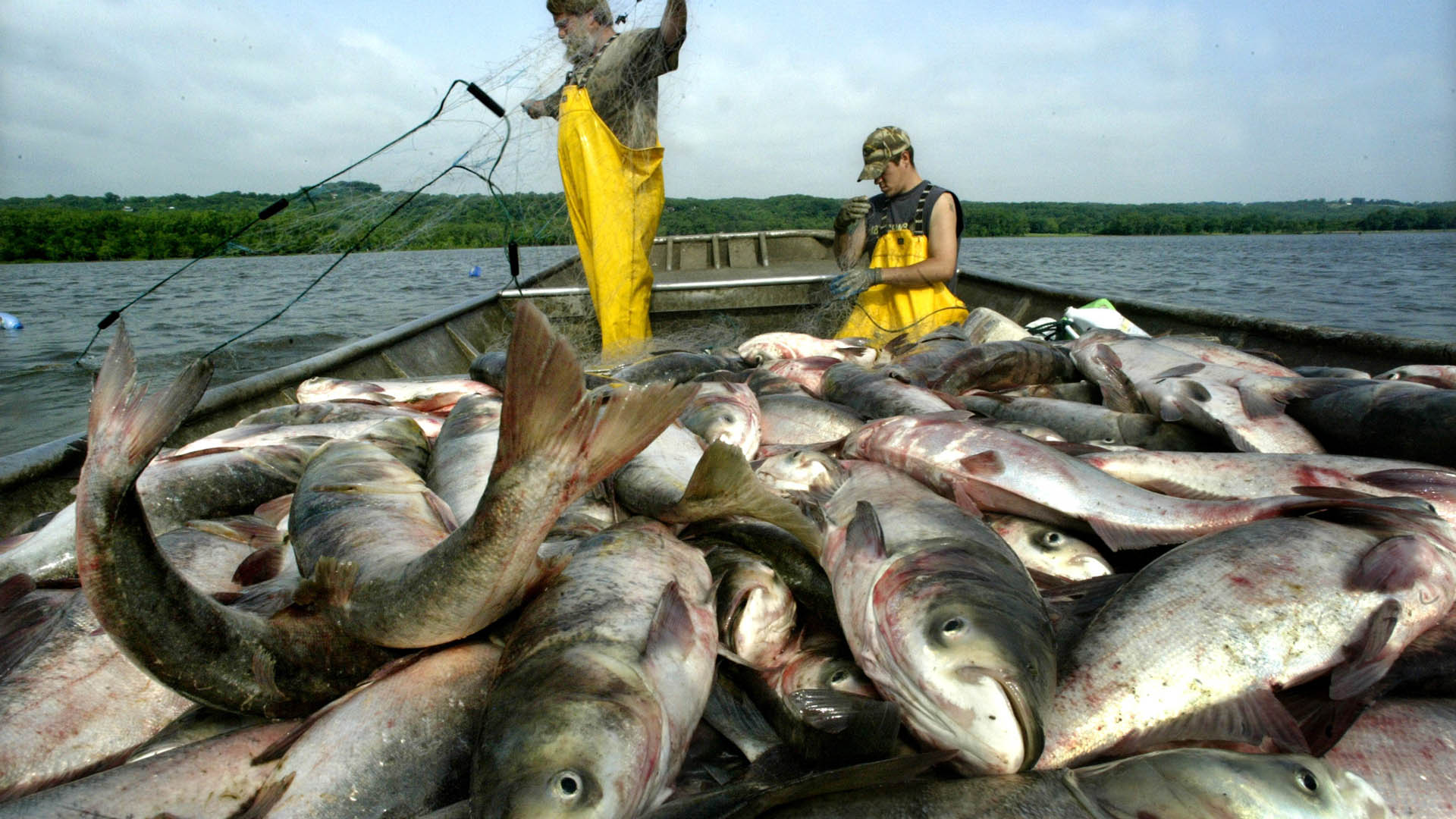 Asian Carp Found Near Great Lakes - The New York Times