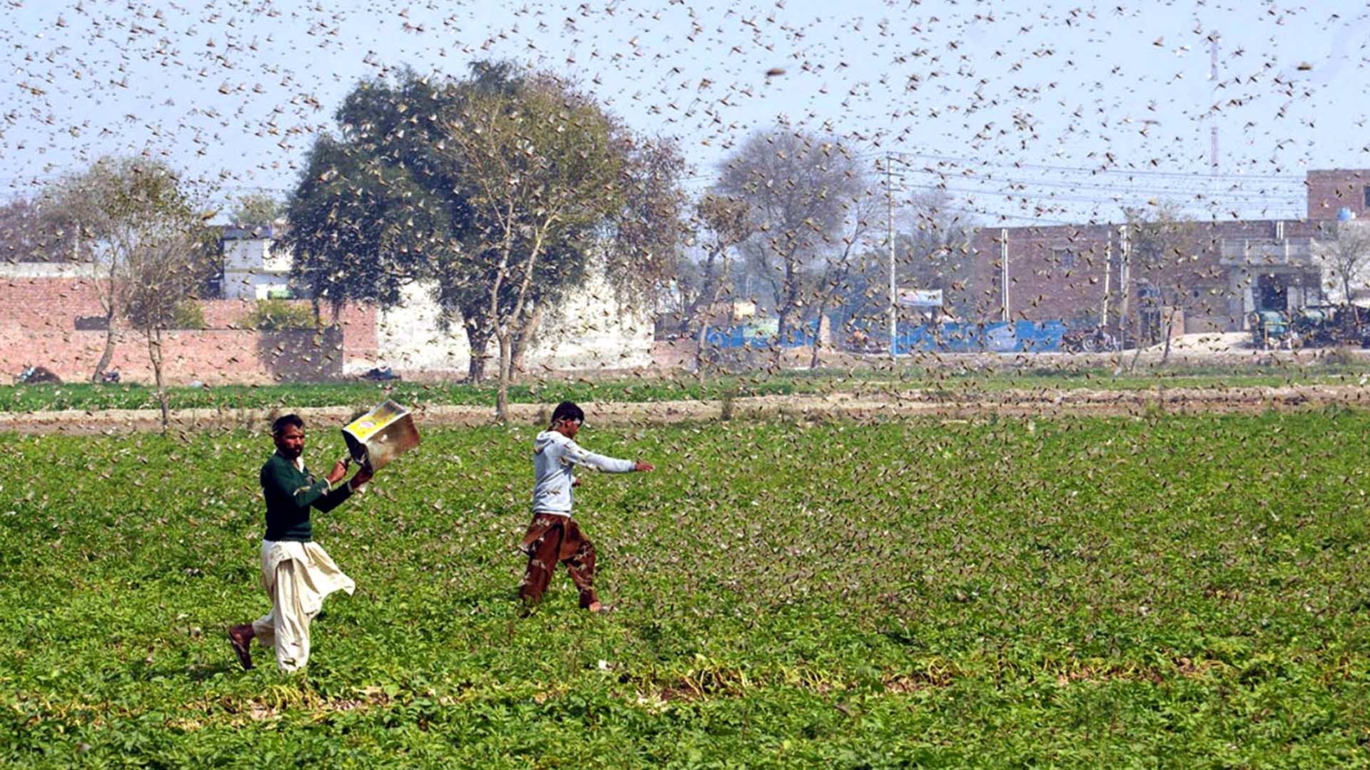 Pakistani farmers try to avoid locusts swarming in the Okara district of eastern Pakistan's Punjab province.