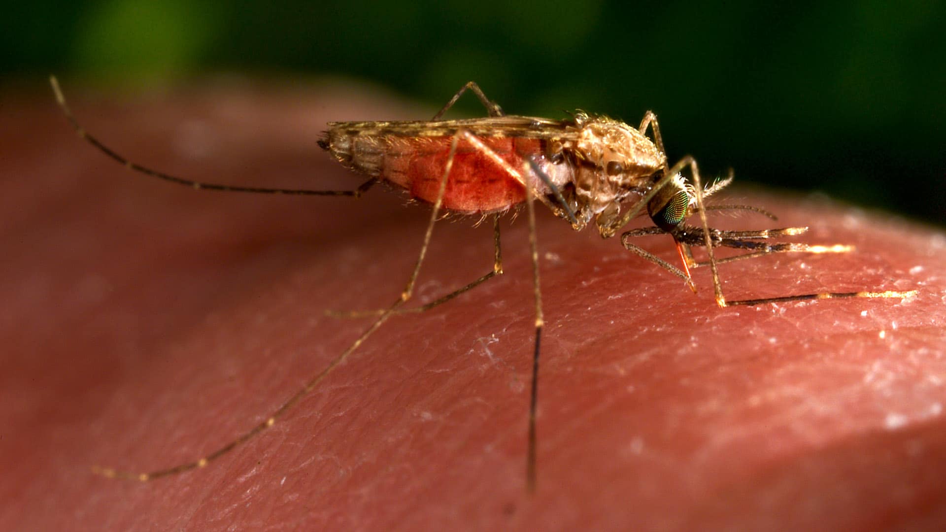 An Anopheles gambiae mosquito taking a blood meal.
