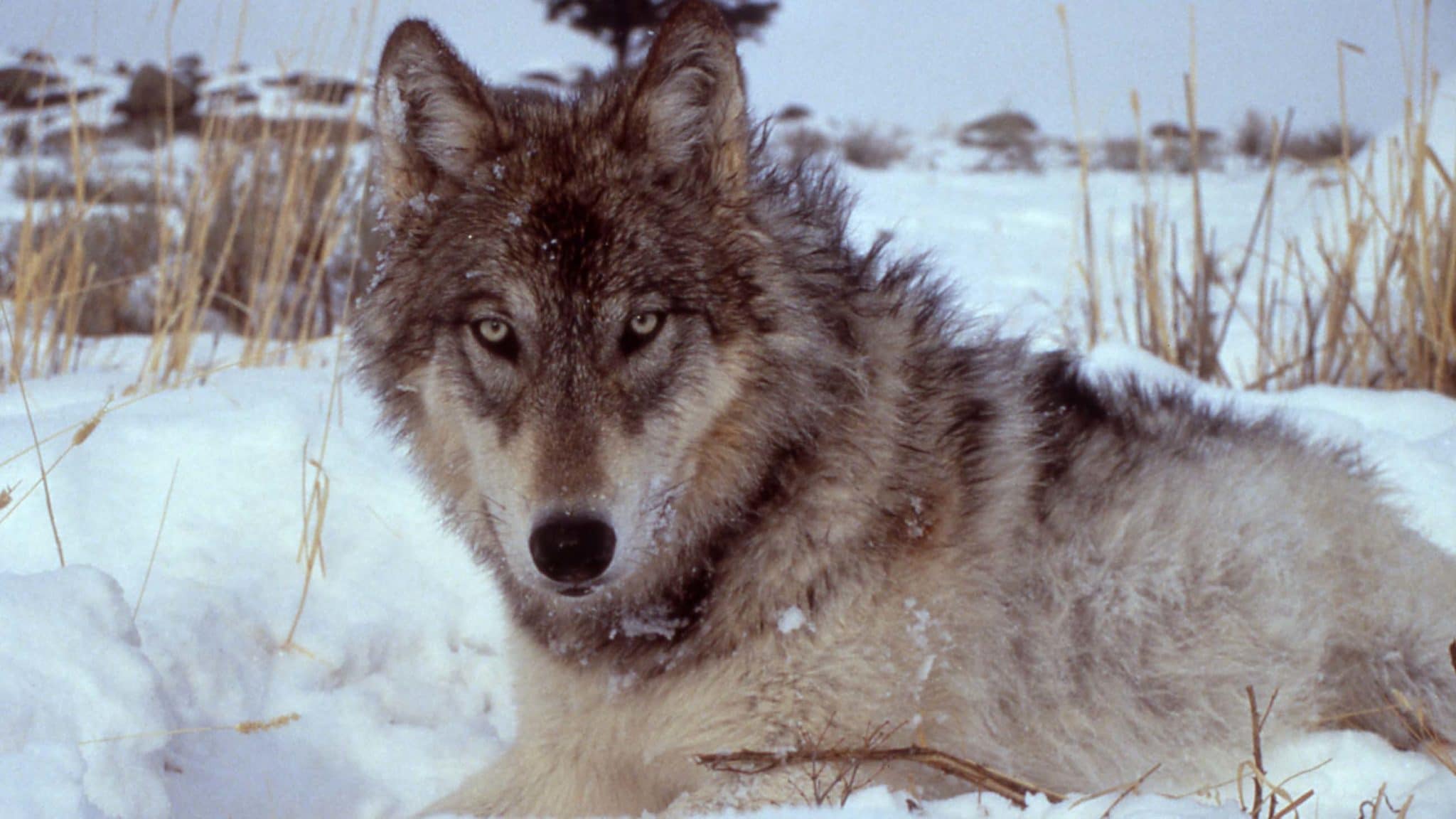 A Yellowstone Park wolf, circa 2000.