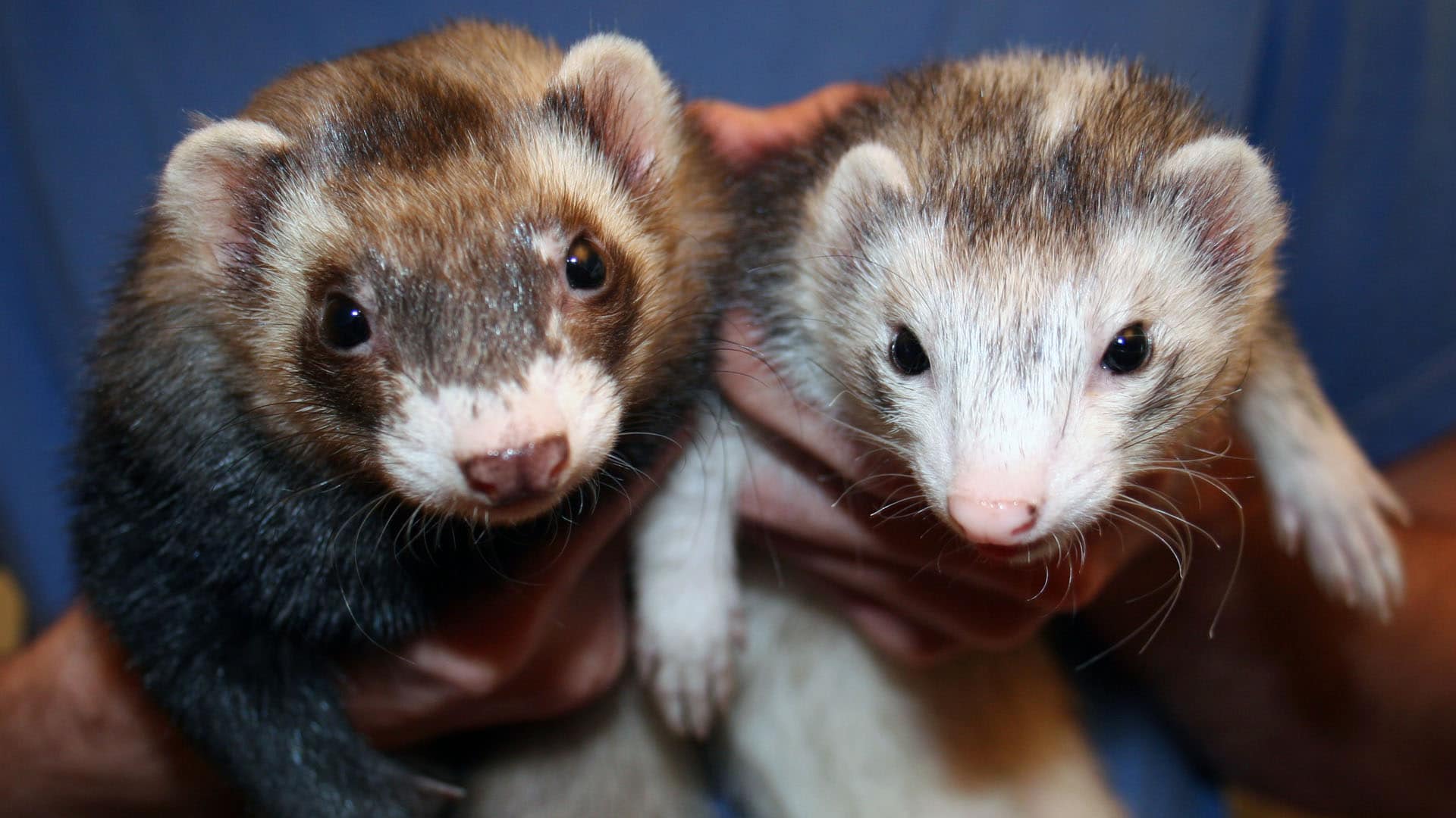 How Ferrets Are Helping Researchers Battle Covid-19
