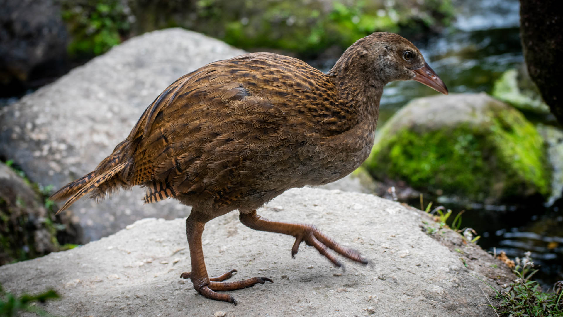 A weka, a flightless bird endemic to New Zealand that's preyed on by invasive mammals and faces competition from other introduced species.