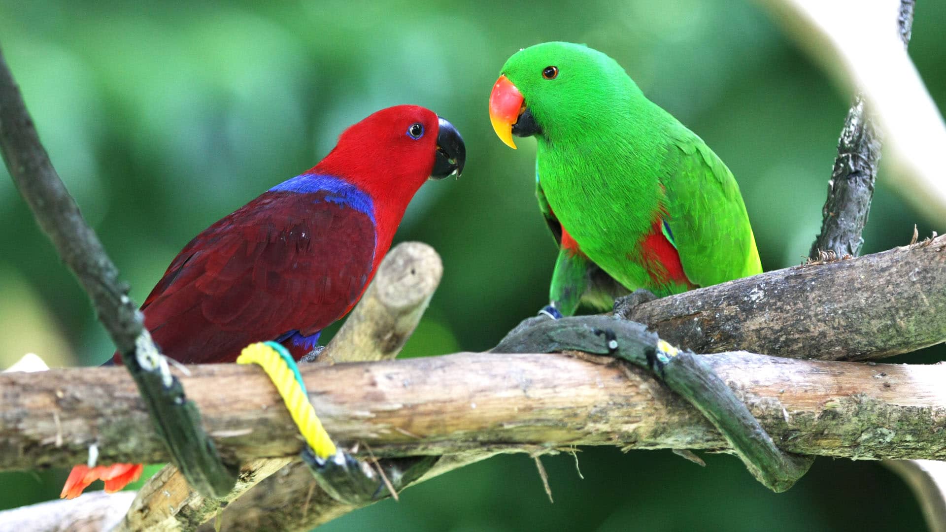 A pair of Eclectus parrots, a species with red females and green males.