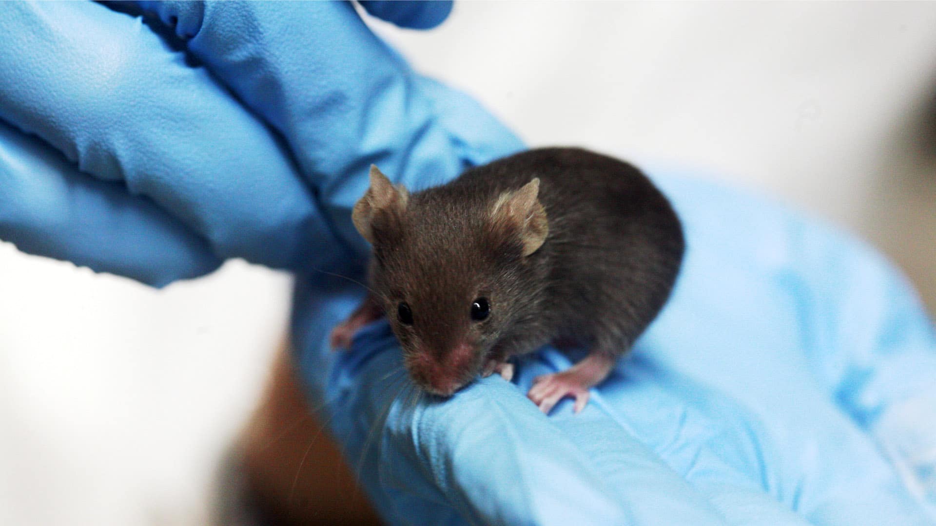A brown mouse sits on the hand of a scientist wearing blue gloves.