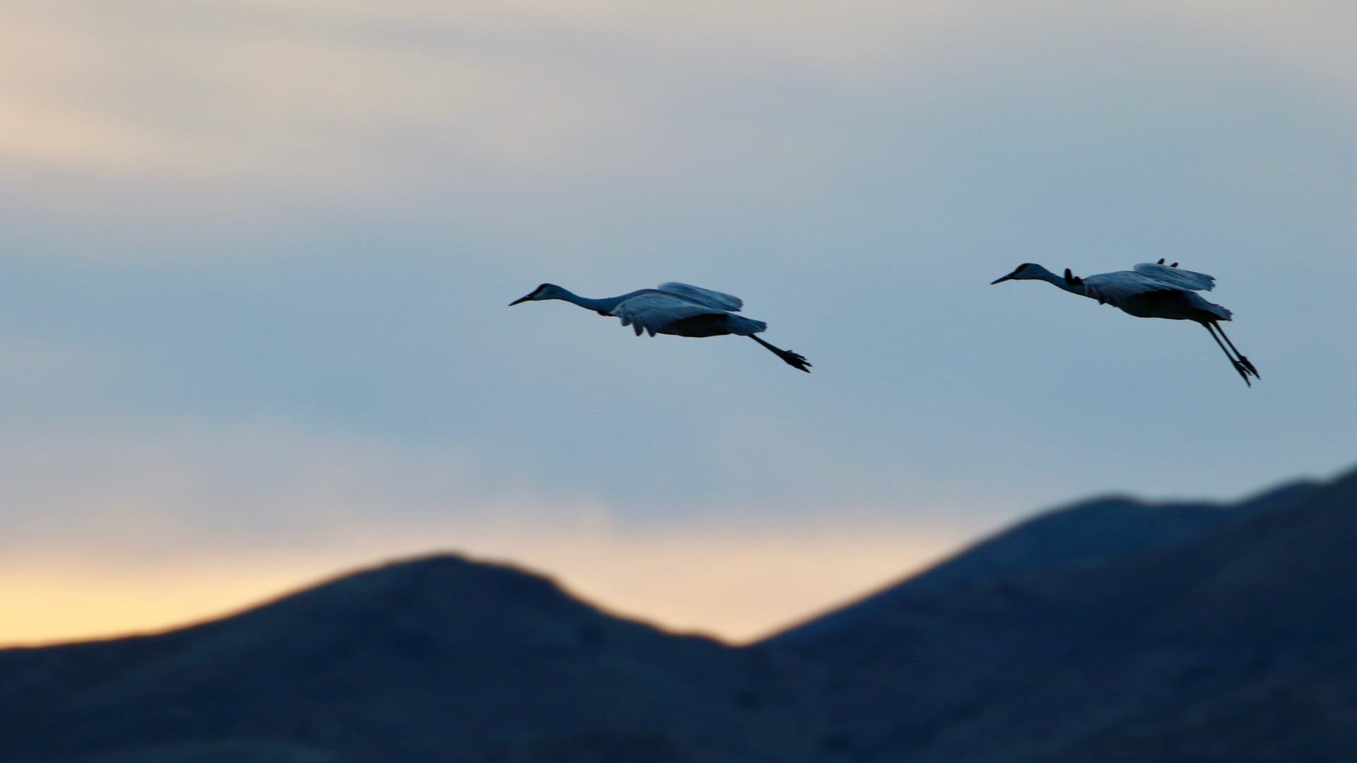 A pair of sandhill cranes at sunset.