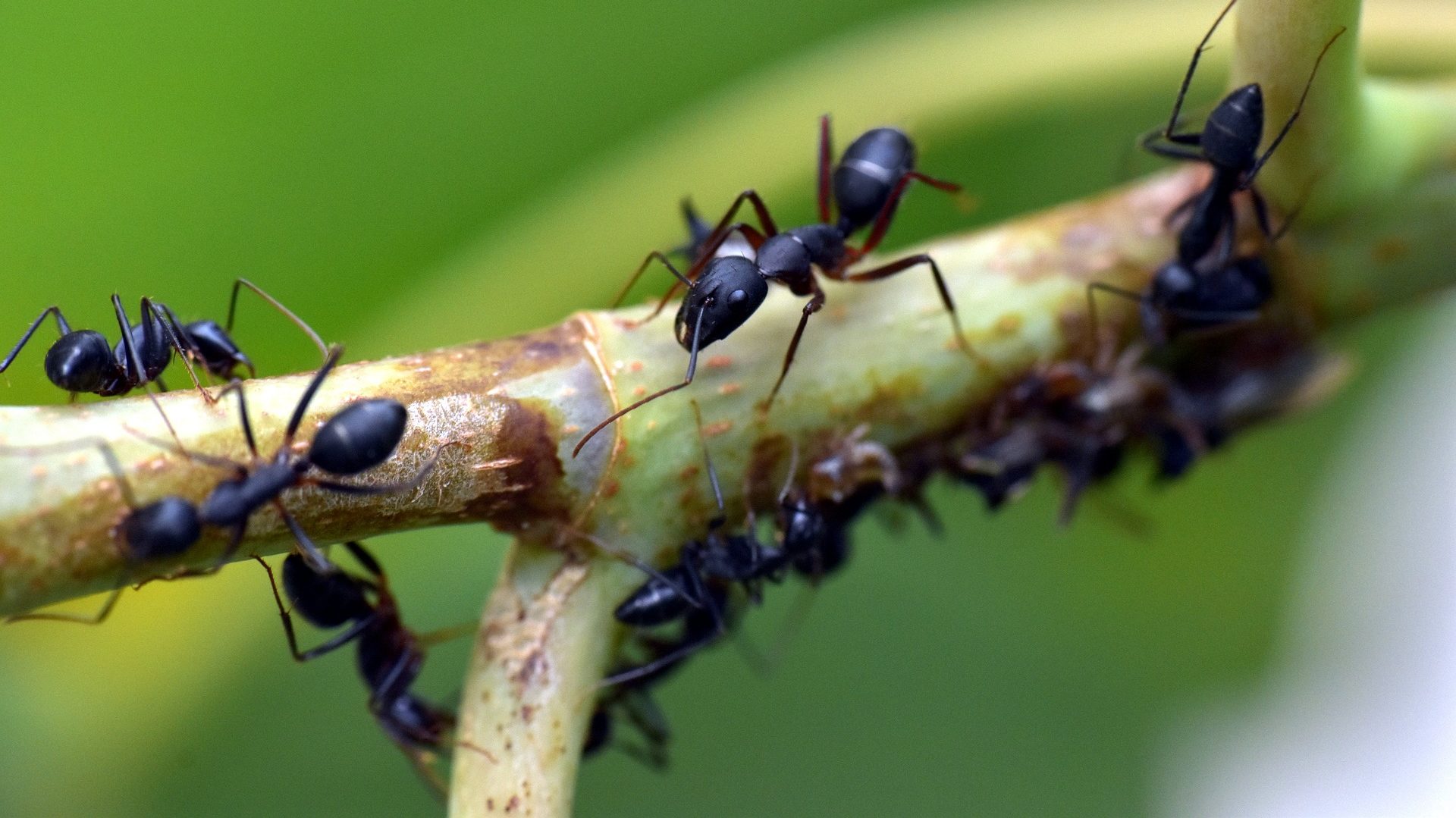 In Social Insects, Researchers Find Hints for Controlling Disease