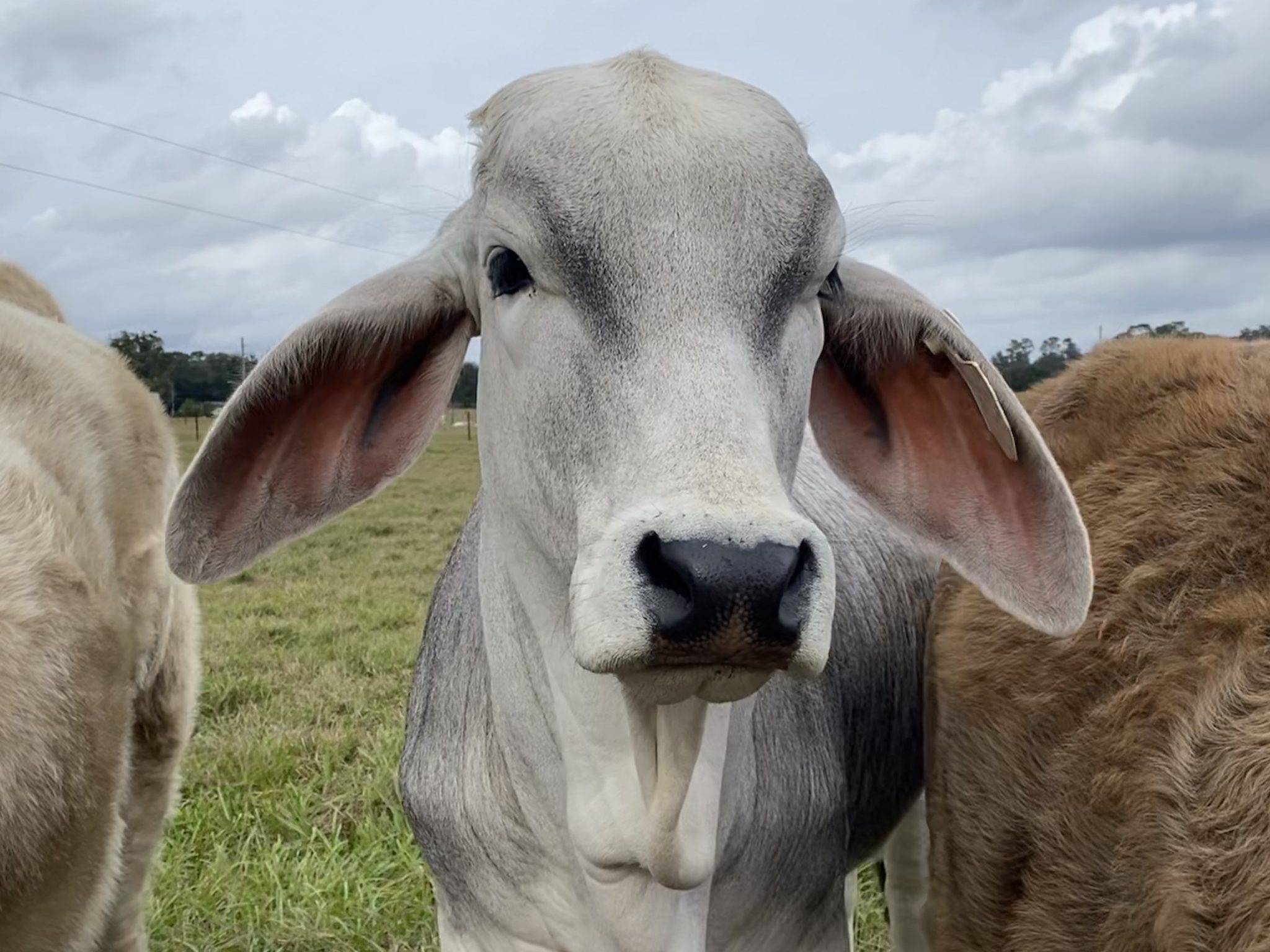 agresearch transgenic cows