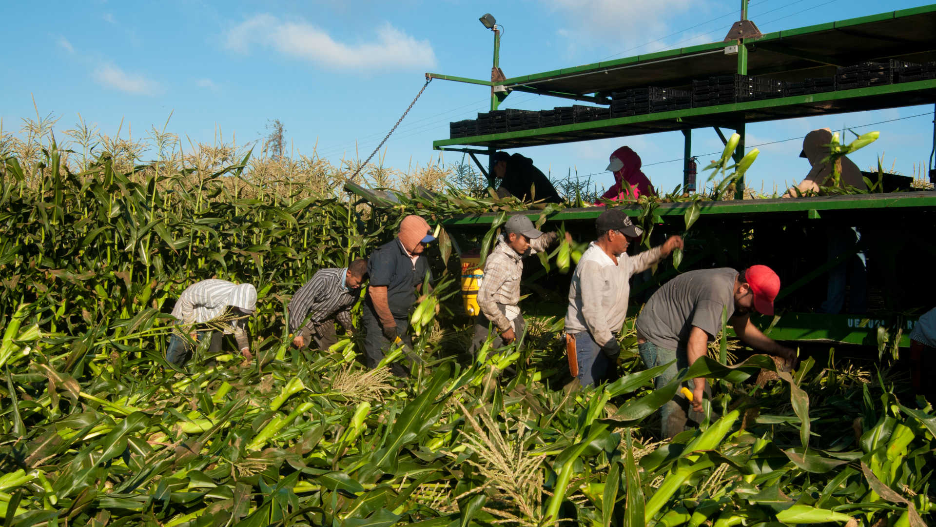 Migrant workers harvest corn in California in August 2013.