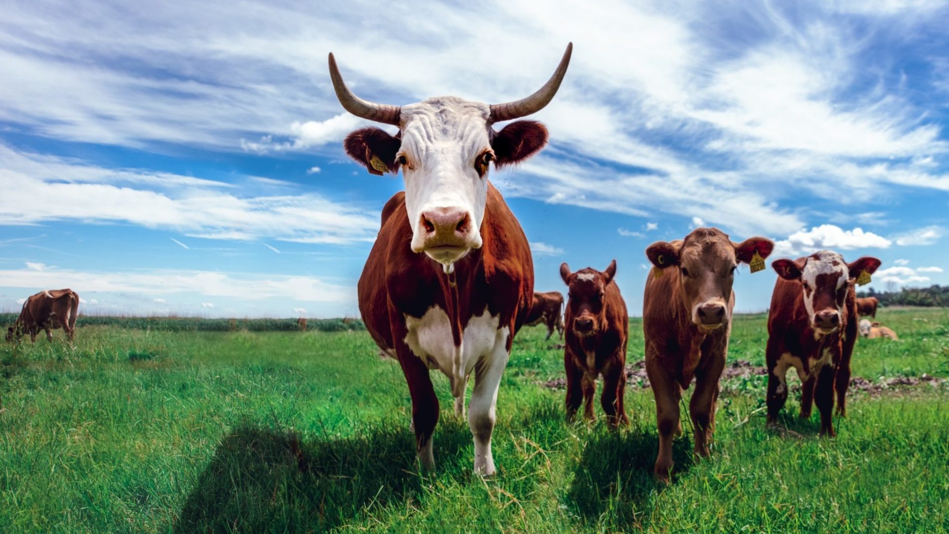 herd of cows on grassland during daytime